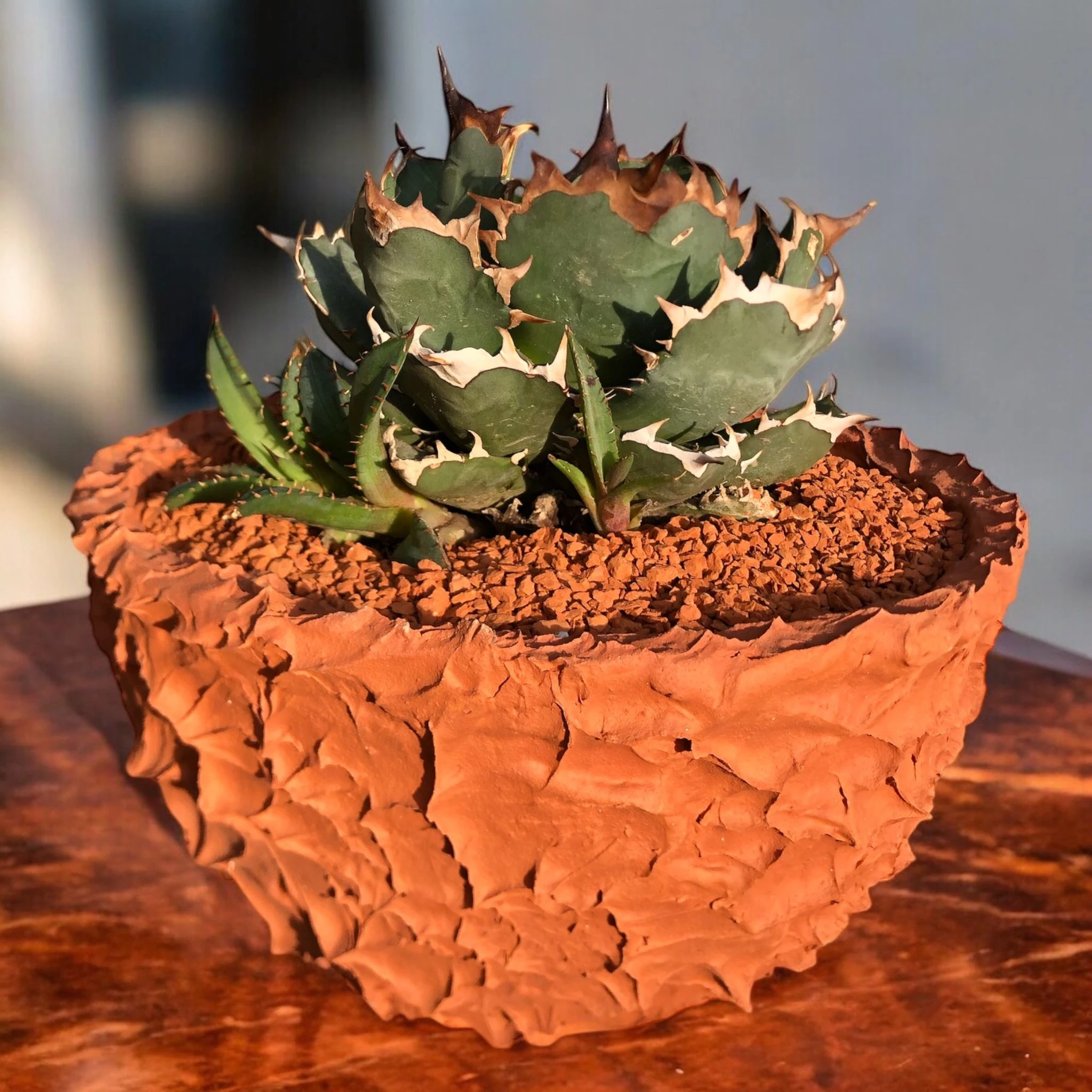 Agave Titanota Japanese Dwarf D:22 cm H:22 cm