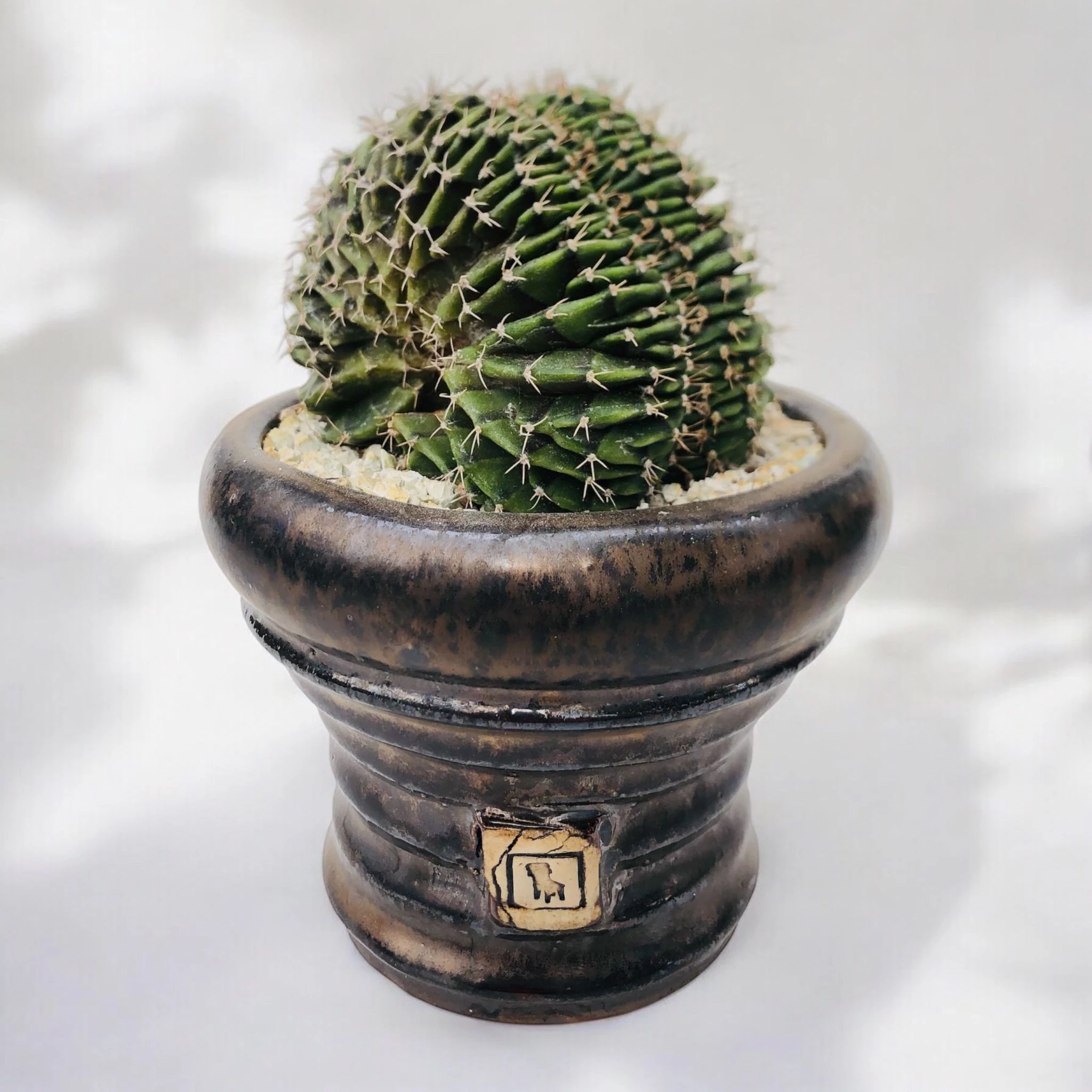 Gymnocalycium Lb Cristata D:10 cm H:14 cm