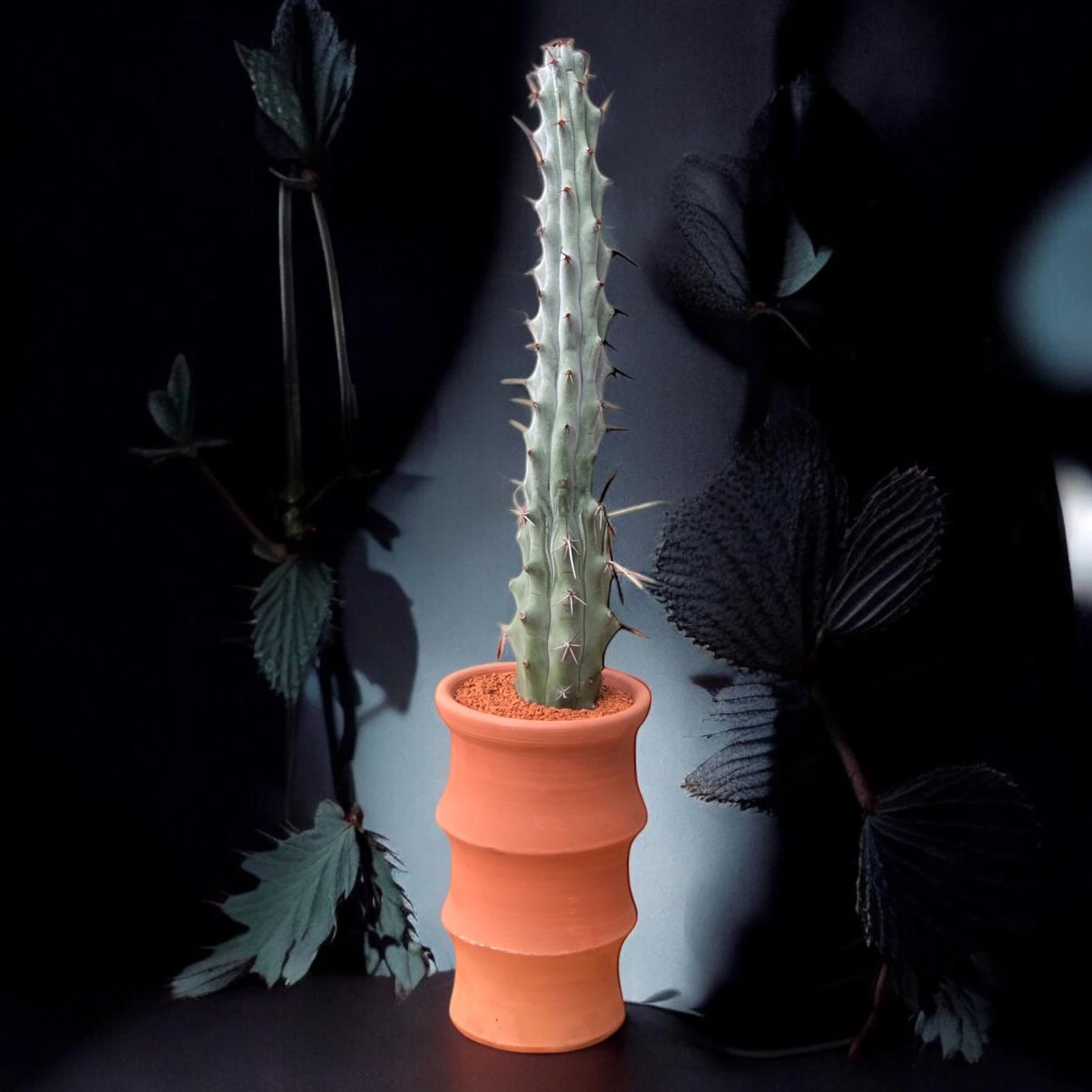 Stenocereus Beneckei