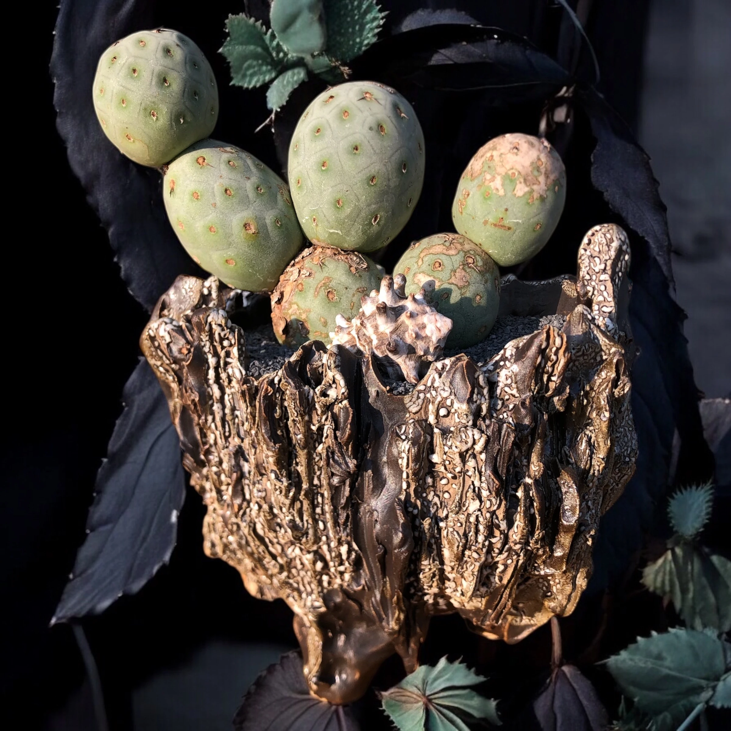 Tephrocactus geometricus