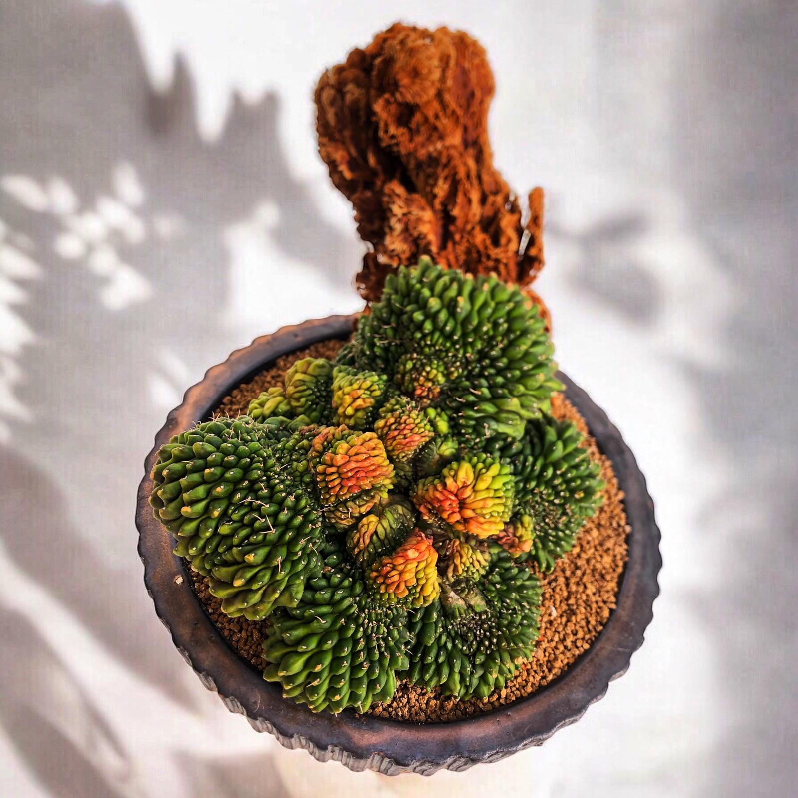 Gymnocalycium Inermis Cristata Variegata D:21 cm H:21 cm