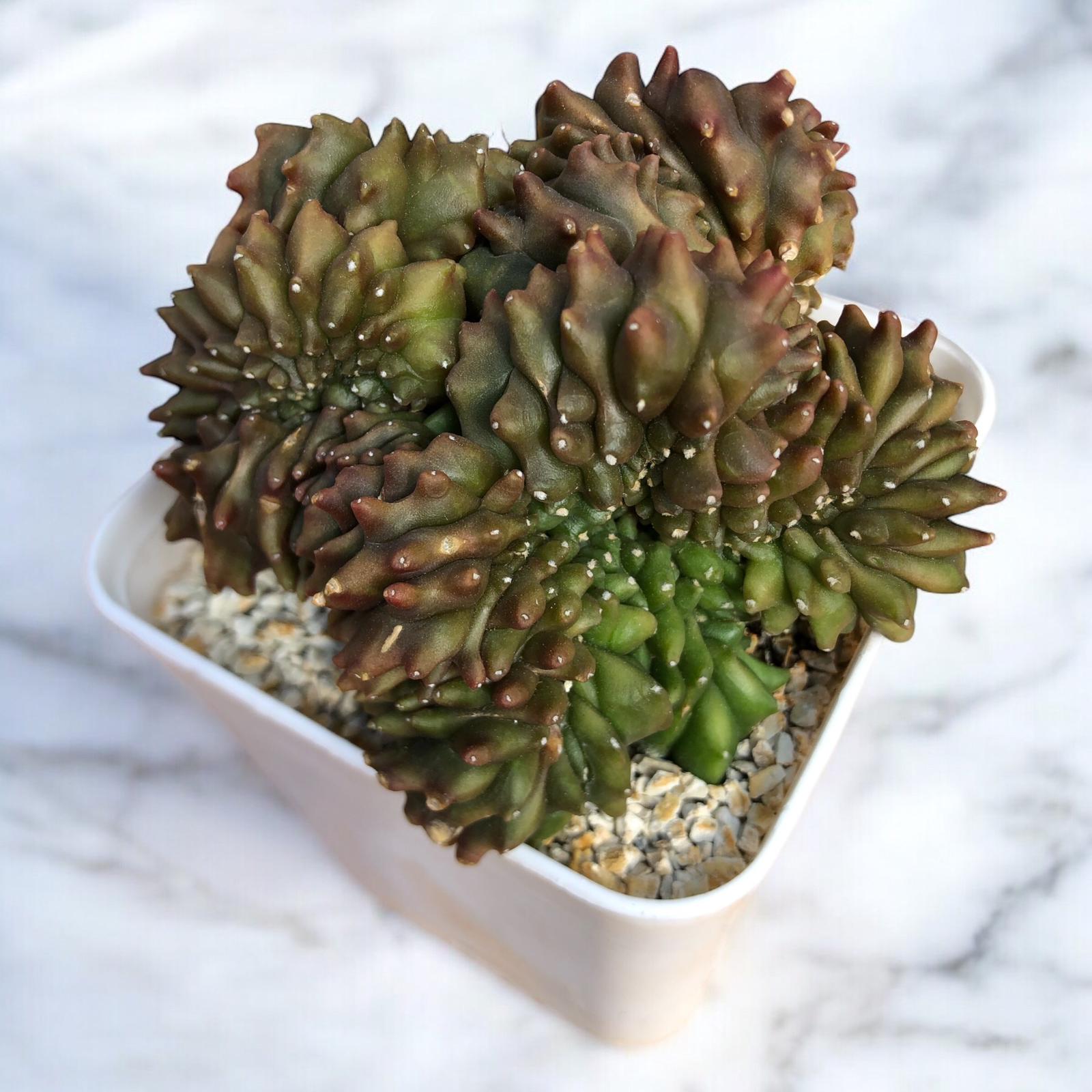 Gymnocalycium Inermis Cristata Variegata D:10 cm 