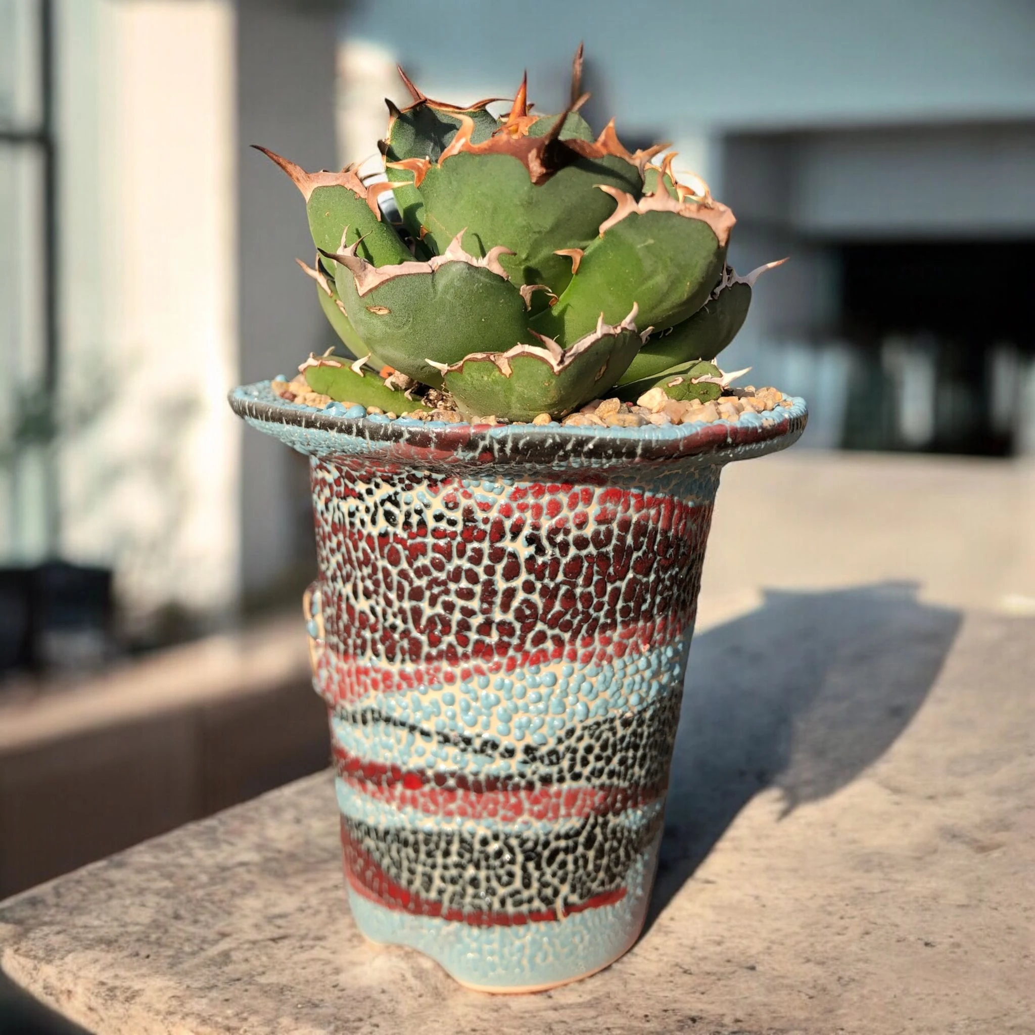 Agave Titanota Japanese Dwarf D:12 cm H:18 cm