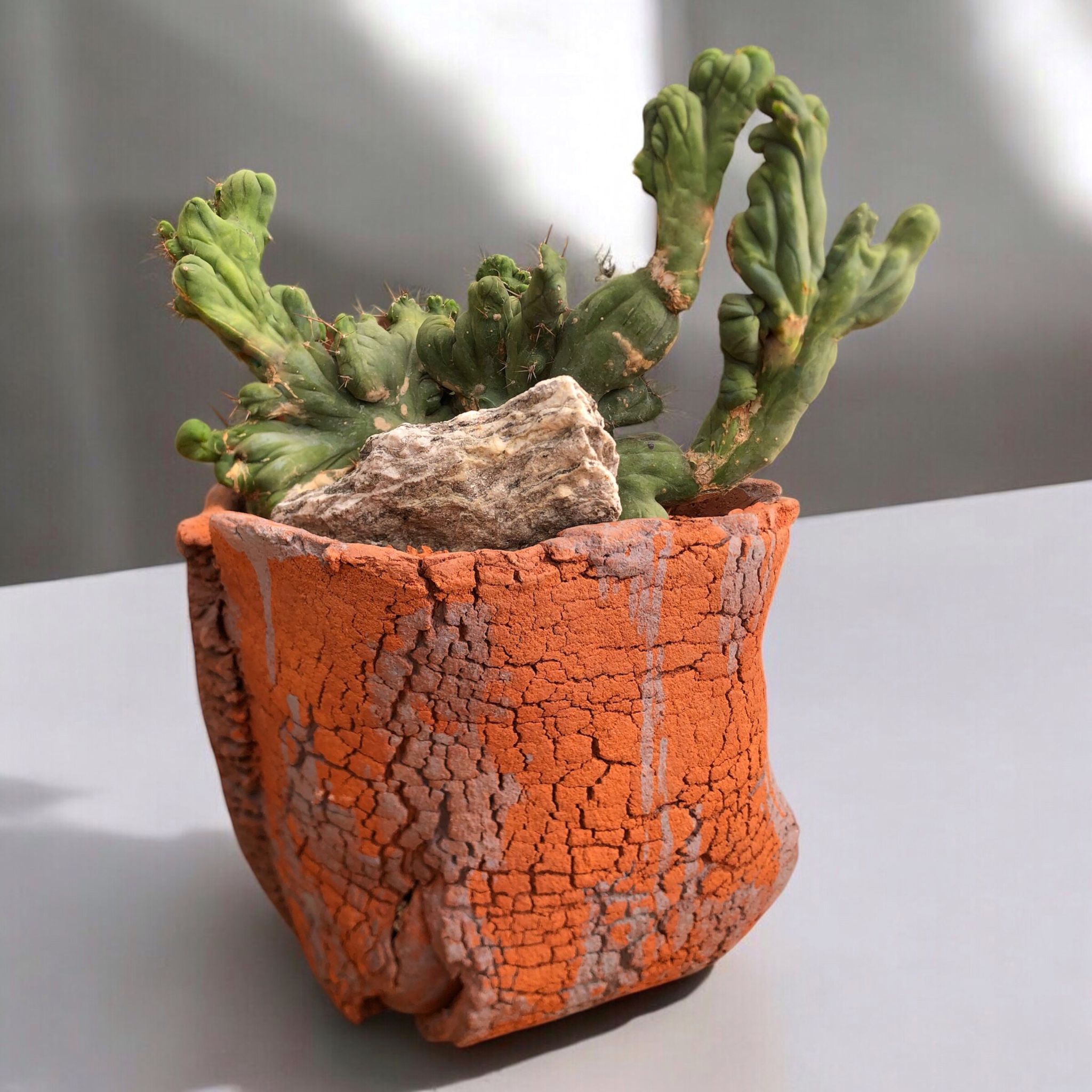 Cereus Peruvianus f. Mostruosa Cristata (Coral Kaktüs) D:25 cm H:25 cm