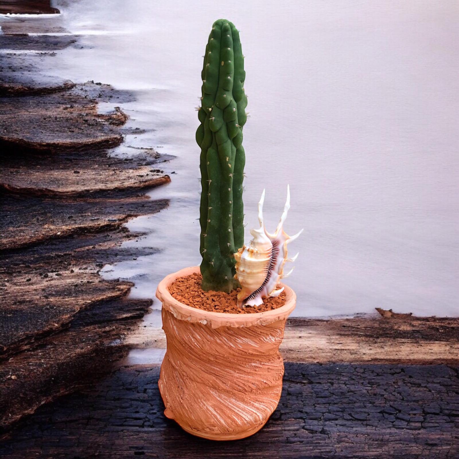 Trichocereus Pachanoi (Sanpedro) Monstrose D:13 H:35