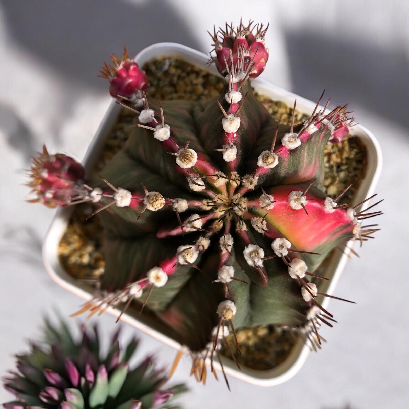 Gymnocalycium Variegata Fukuryu D:10 cm