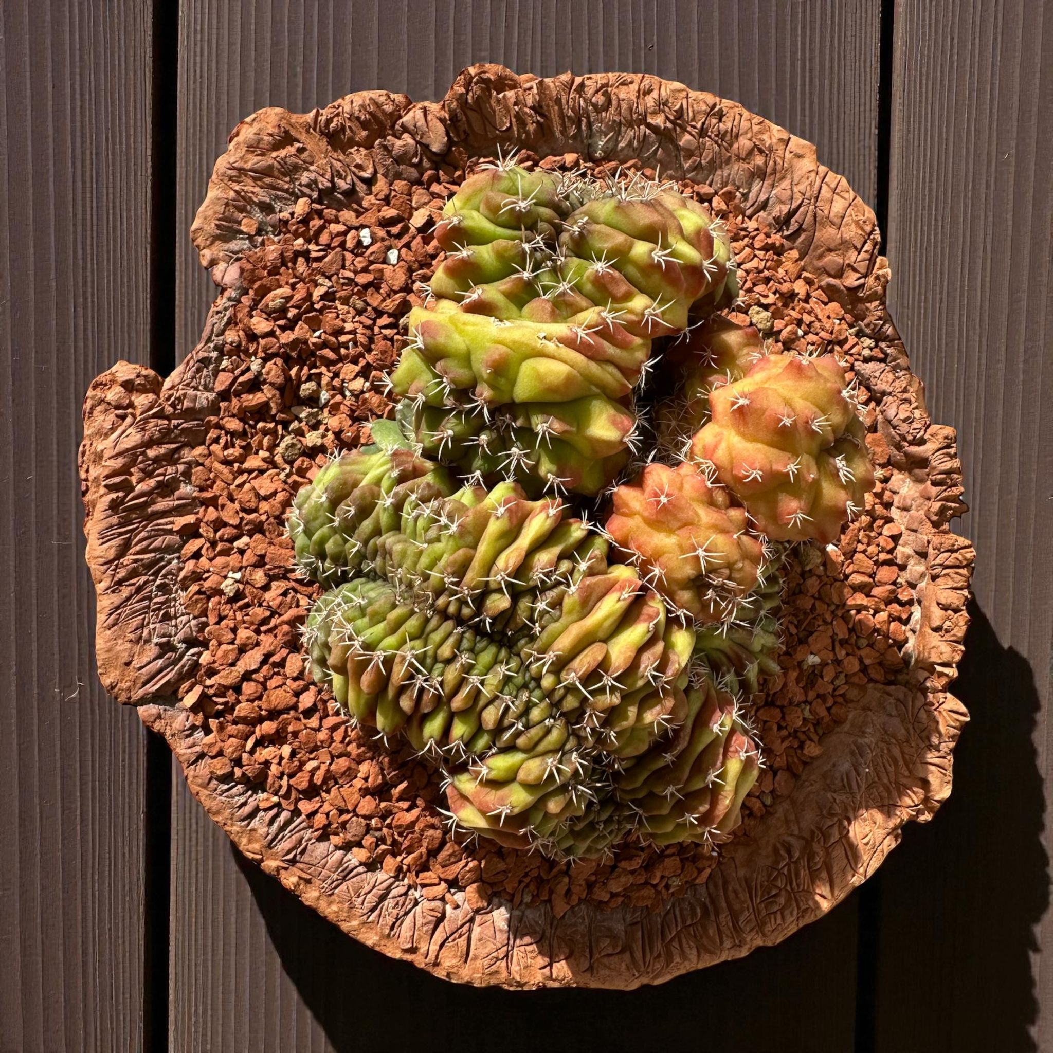 Gymnocalycium Variegata Cristata D:20 cm H:15 cm 