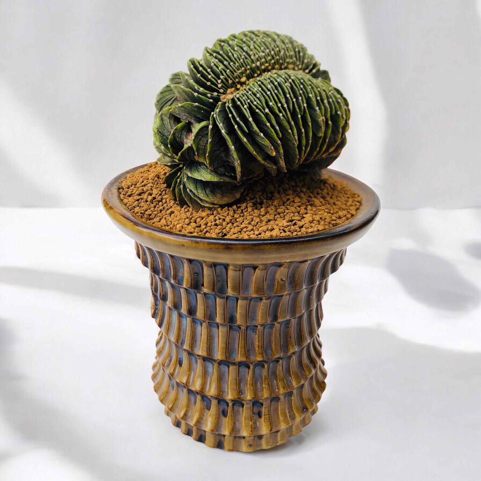 Gymnocalycium Lb Cristata Dragon Form D:13 cm