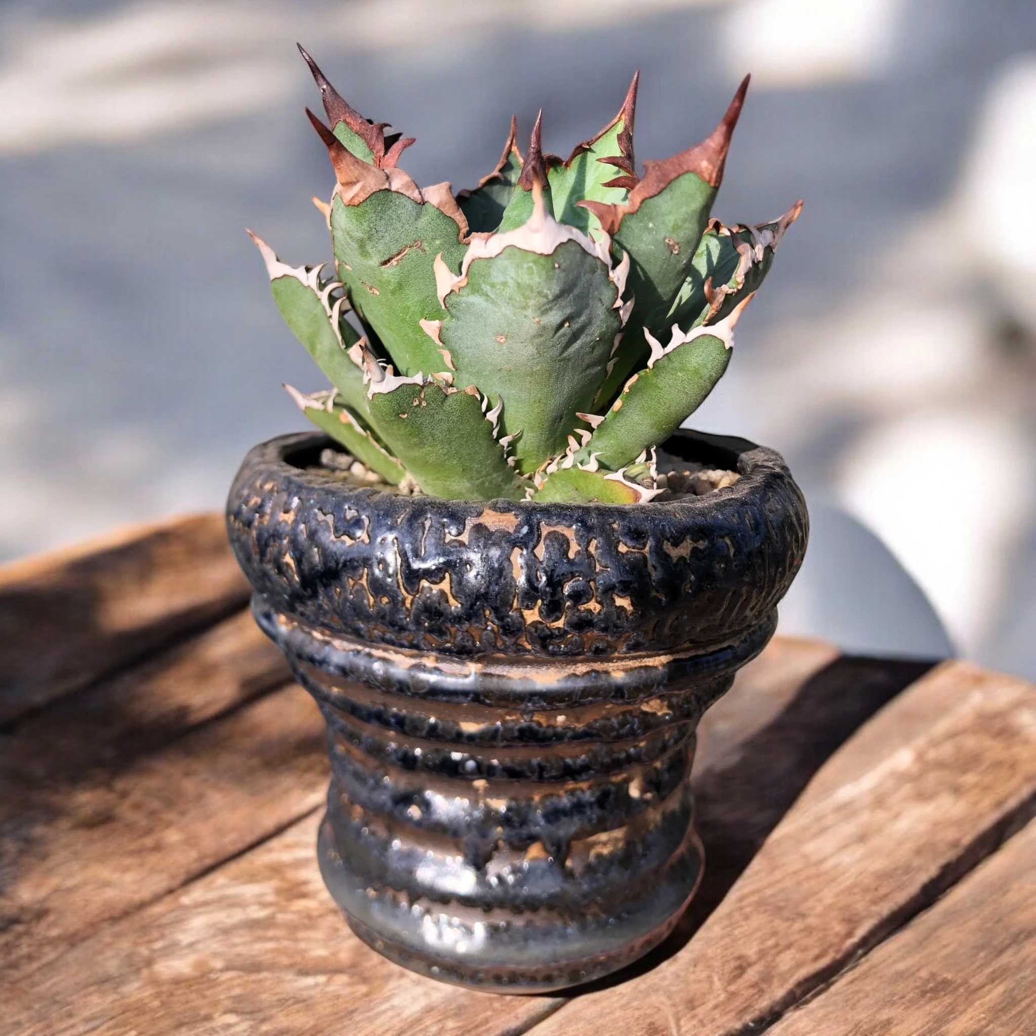 Agave Titanota Japanese Dwarf D:10 cm H:15 cm