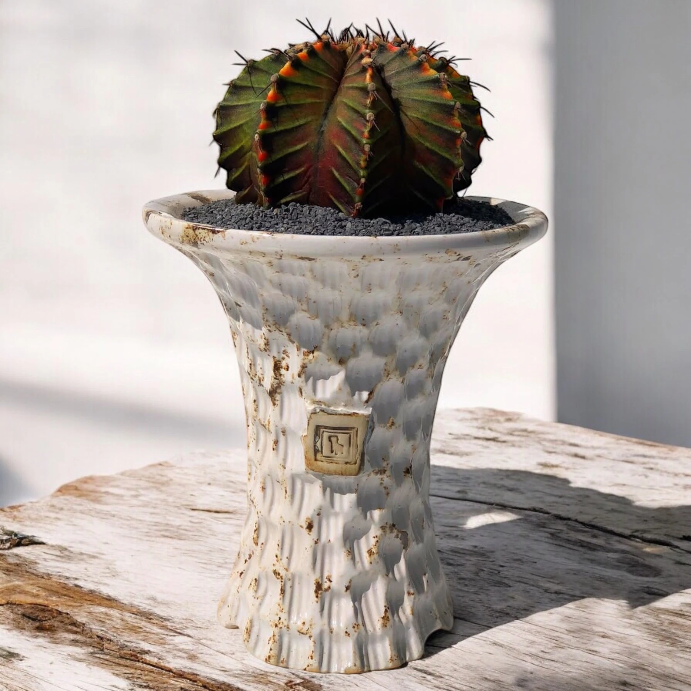 Gymnocalycium Special Color D:10 cm