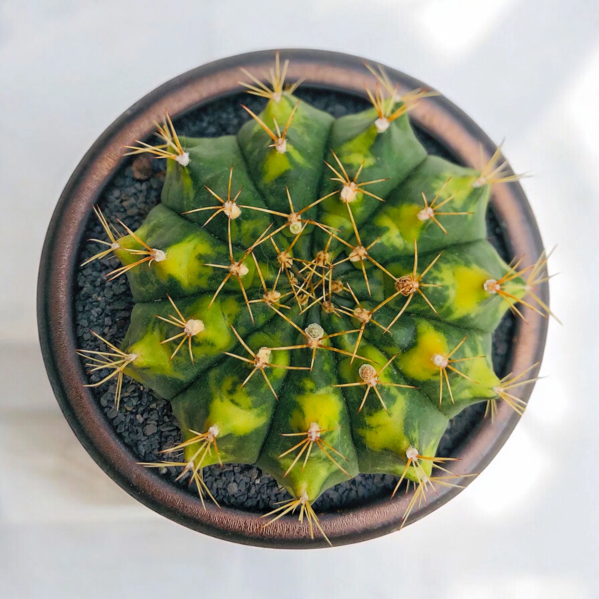 Gymnocalycium Variegata D:9 cm