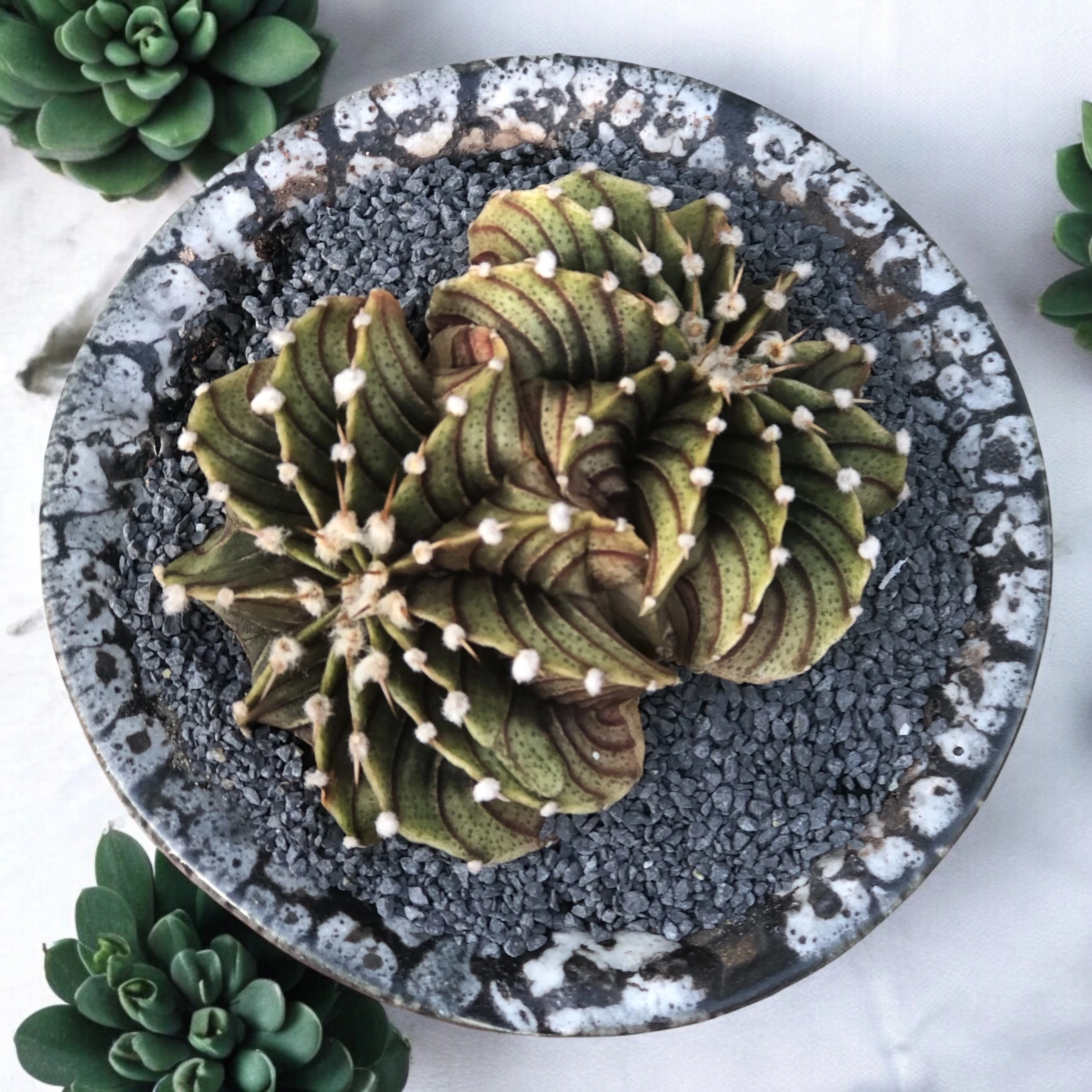 Gymnocalycium Lb Twins Cristata