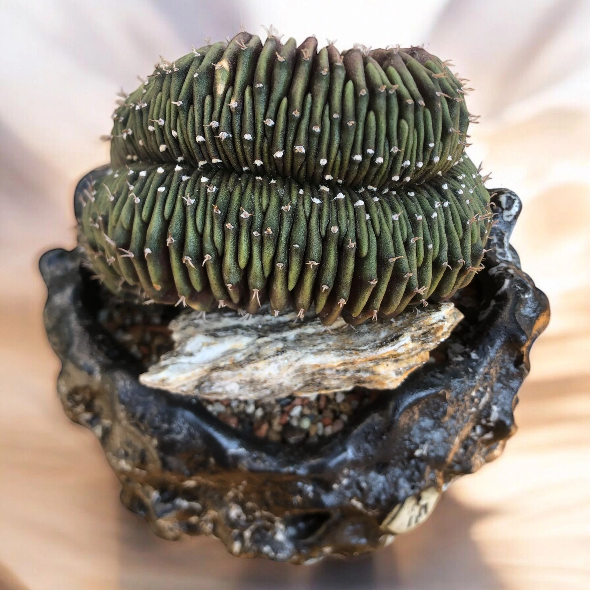 Gymnocalycium Cristata D:15 cm H:16 cm
