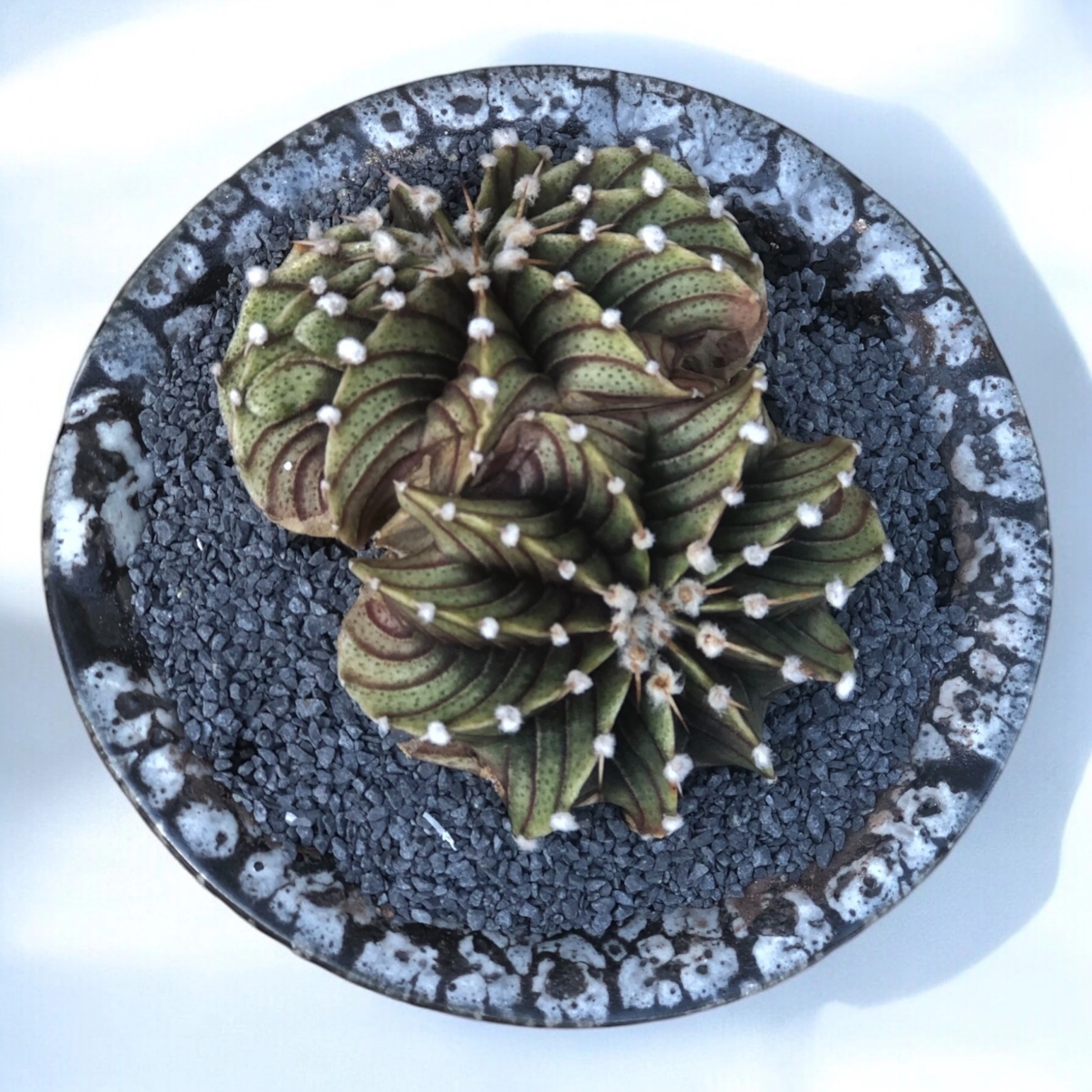 Gymnocalycium Lb Twins Cristata