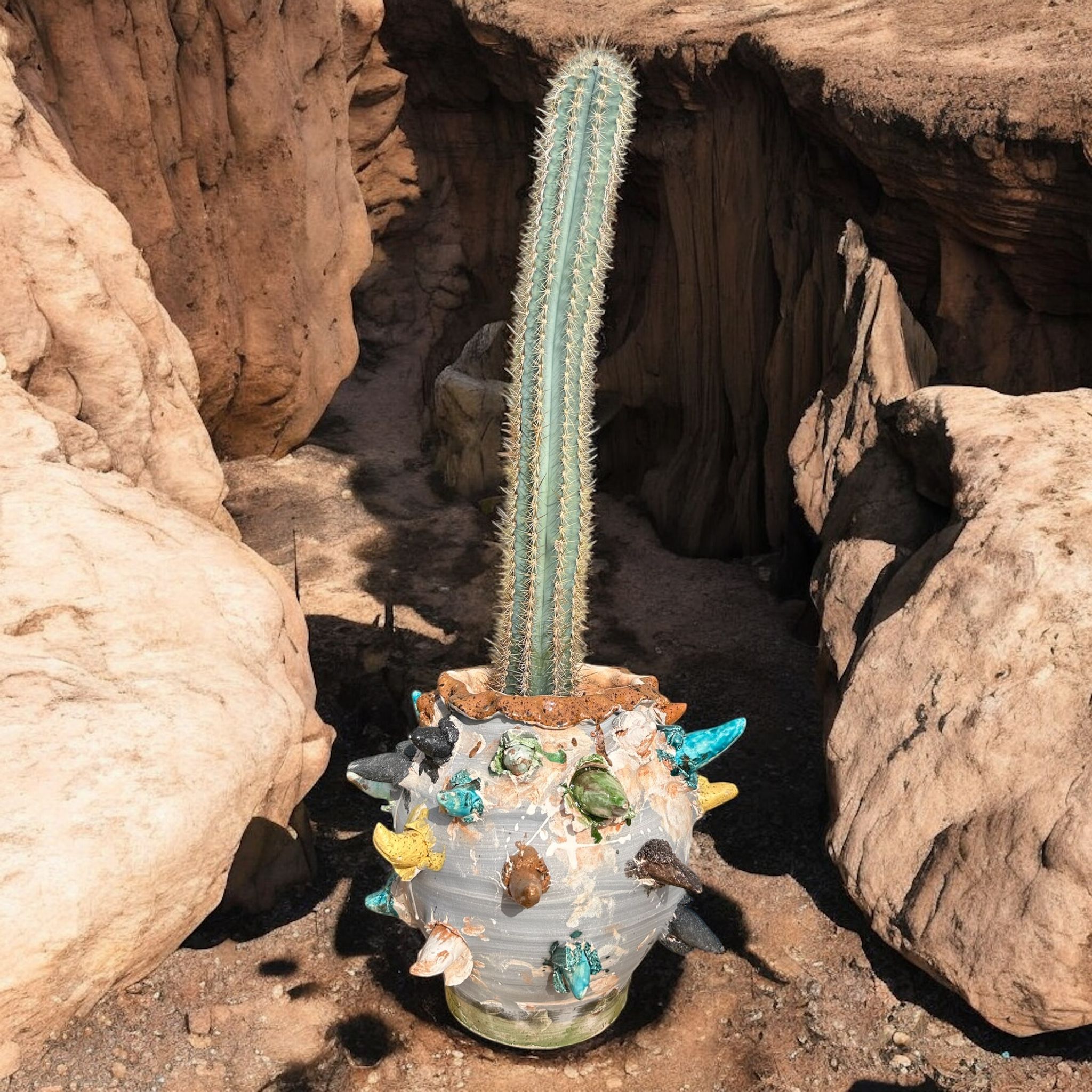 Cereus Azureus D:25 cm H:60 cm