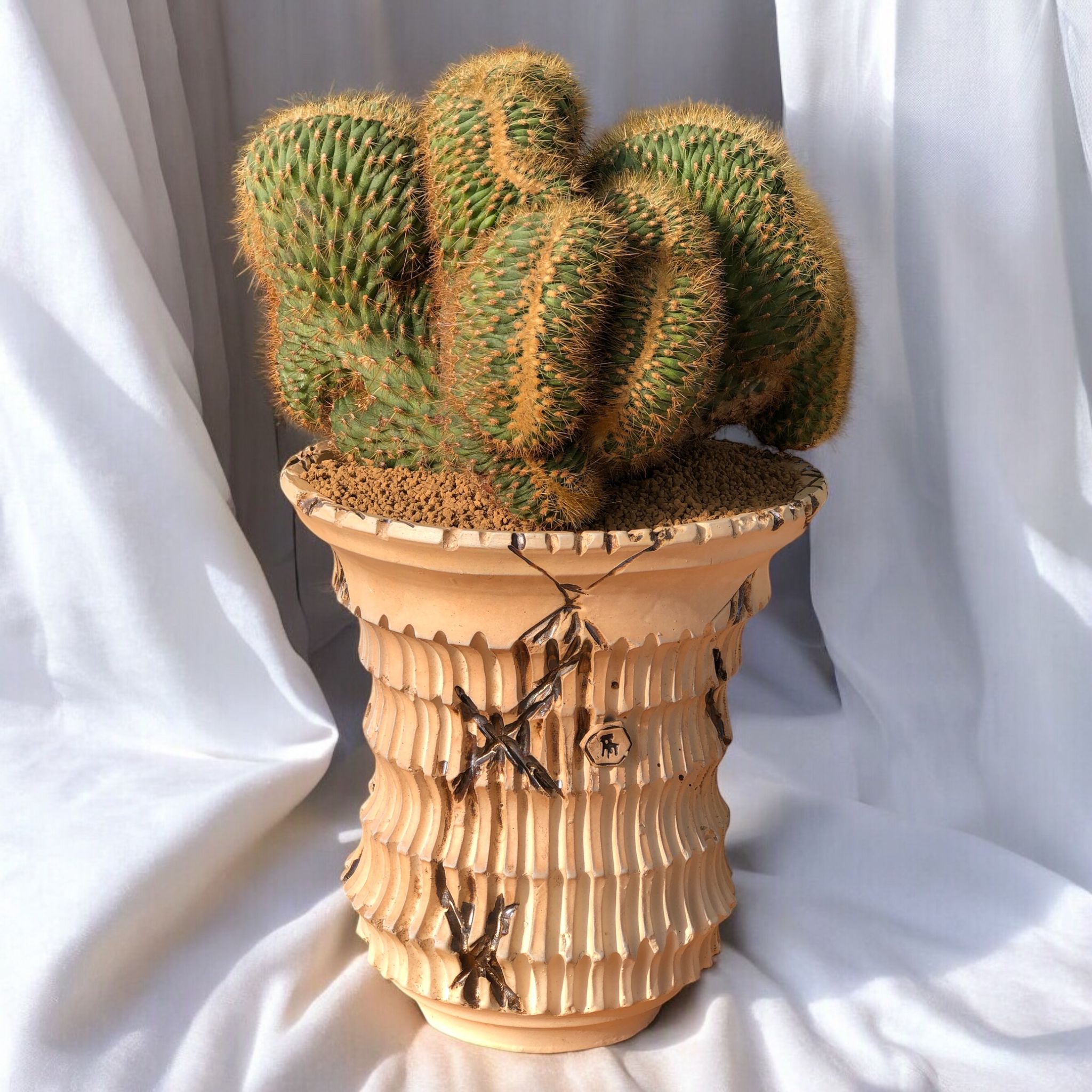 Vatricania Guentheri Cristata D:27 cm H:40 cm