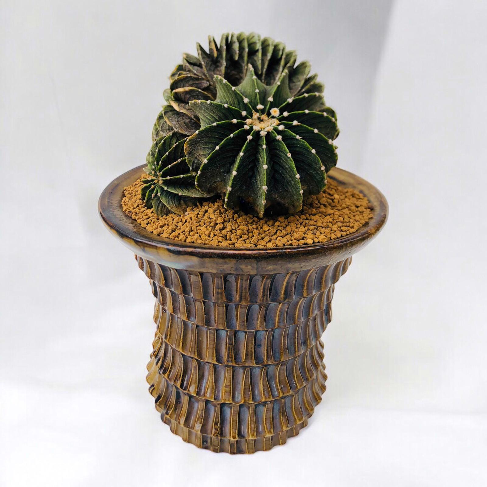 Gymnocalycium Lb Cristata Dragon Form D:13 cm