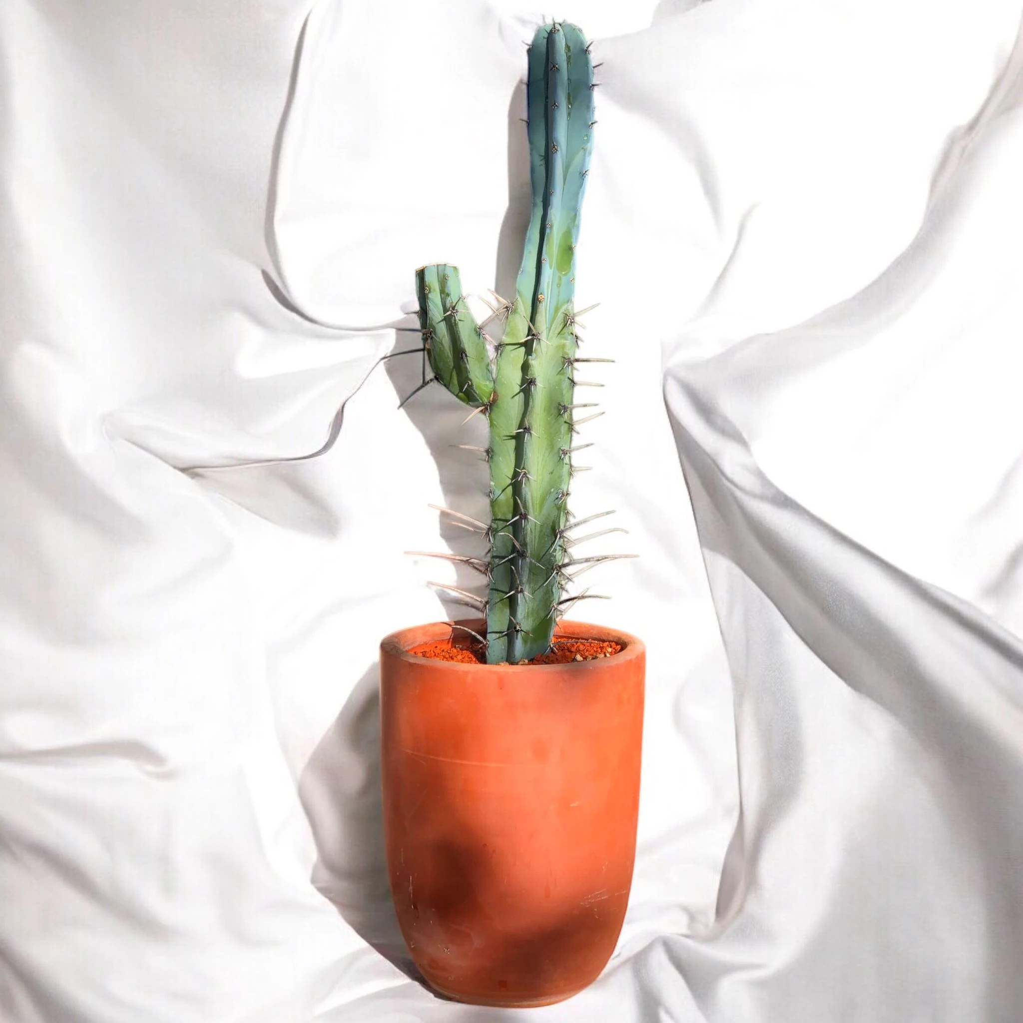 Myrtillocactus Geometrizans D:20 cm H:75 cm