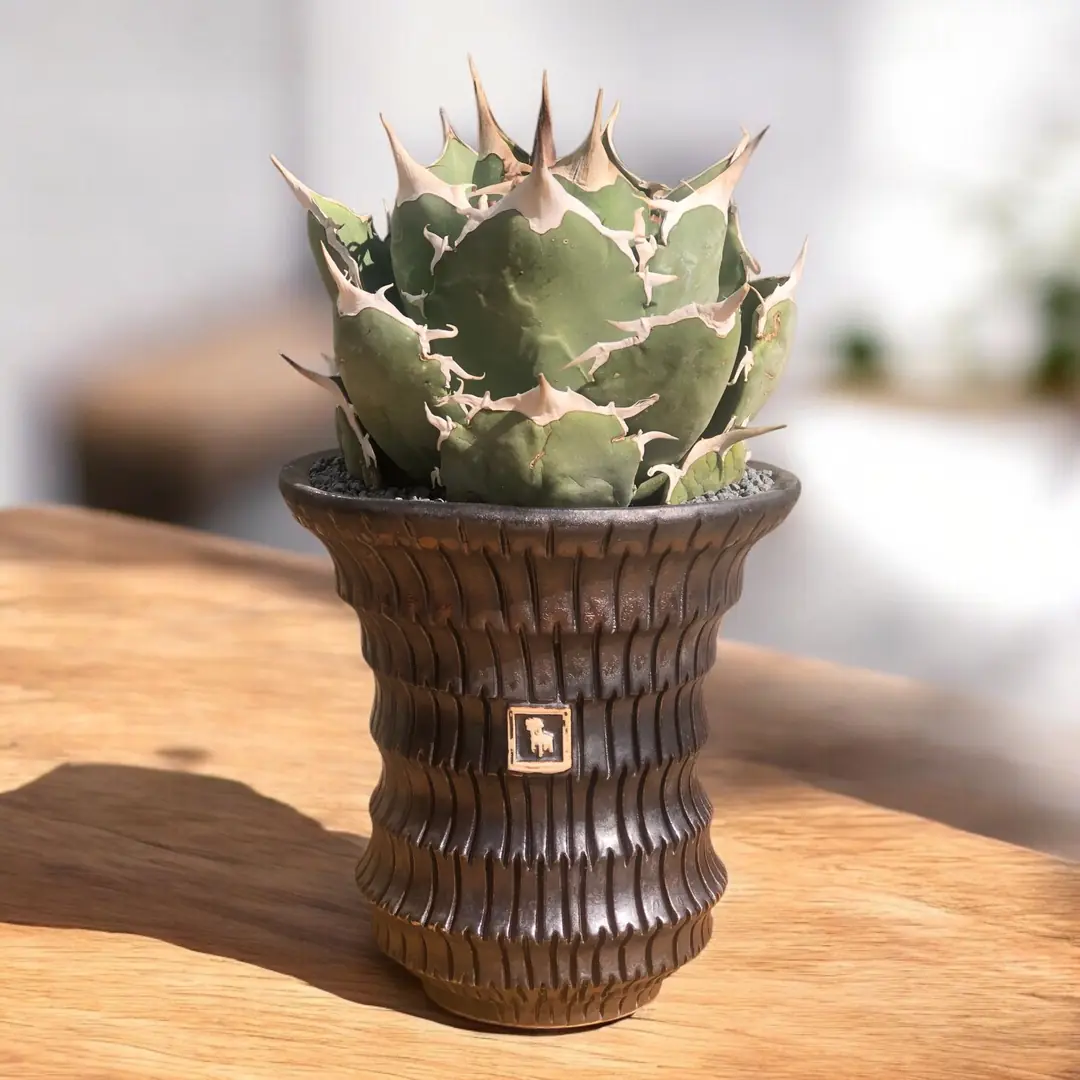 Agave