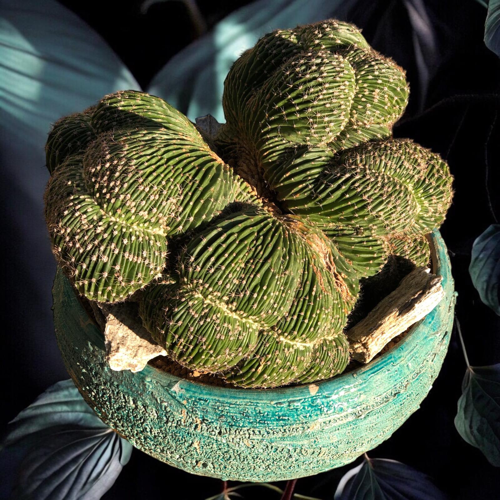 Gymnocalycium Cristata