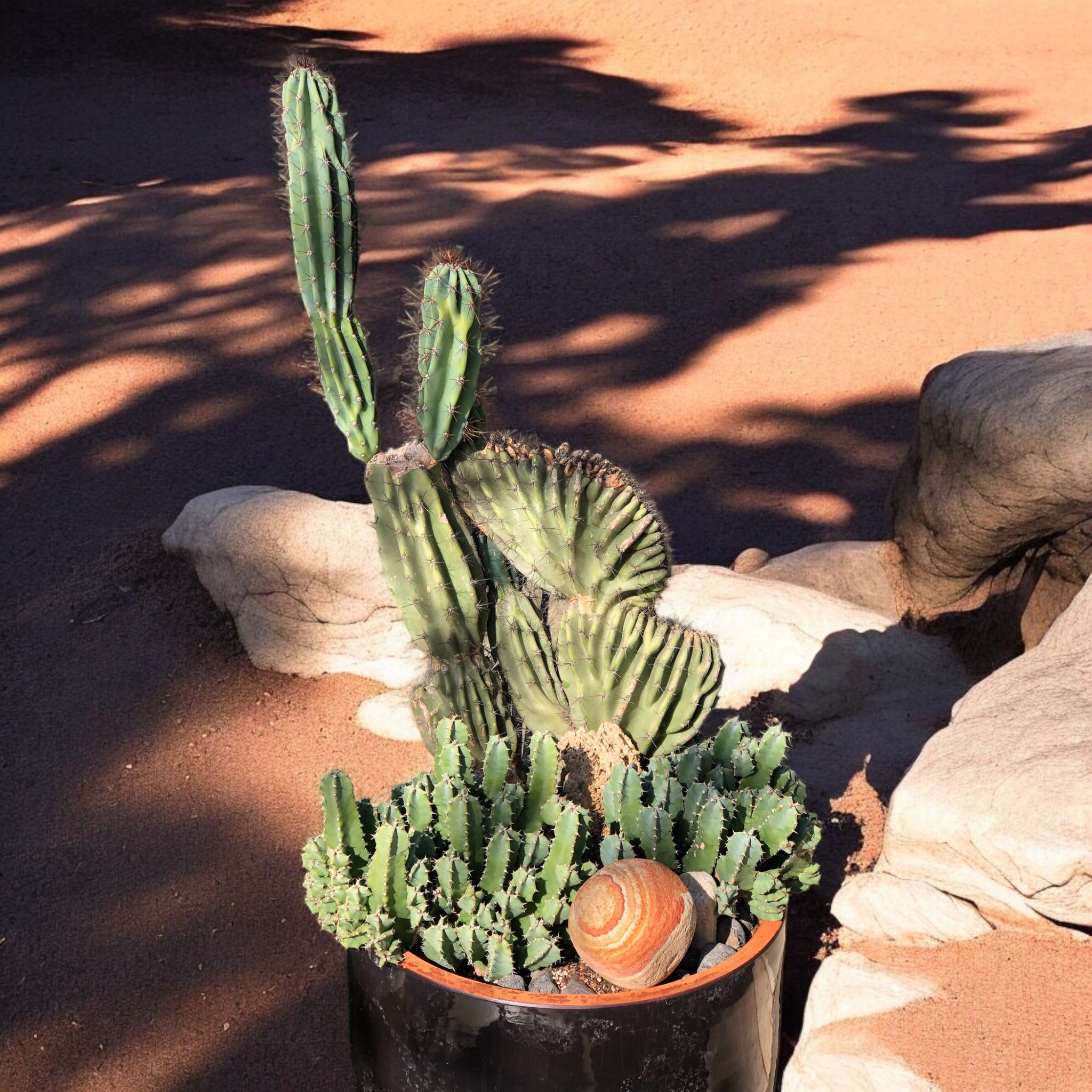 Dev Kaktüs Aranjmanı D:45 cm H:130 cm 