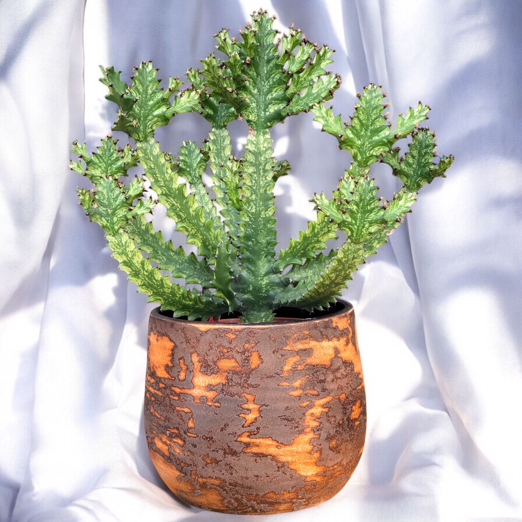 Euphorbia Mayurnathanii Variegata H:70 cm