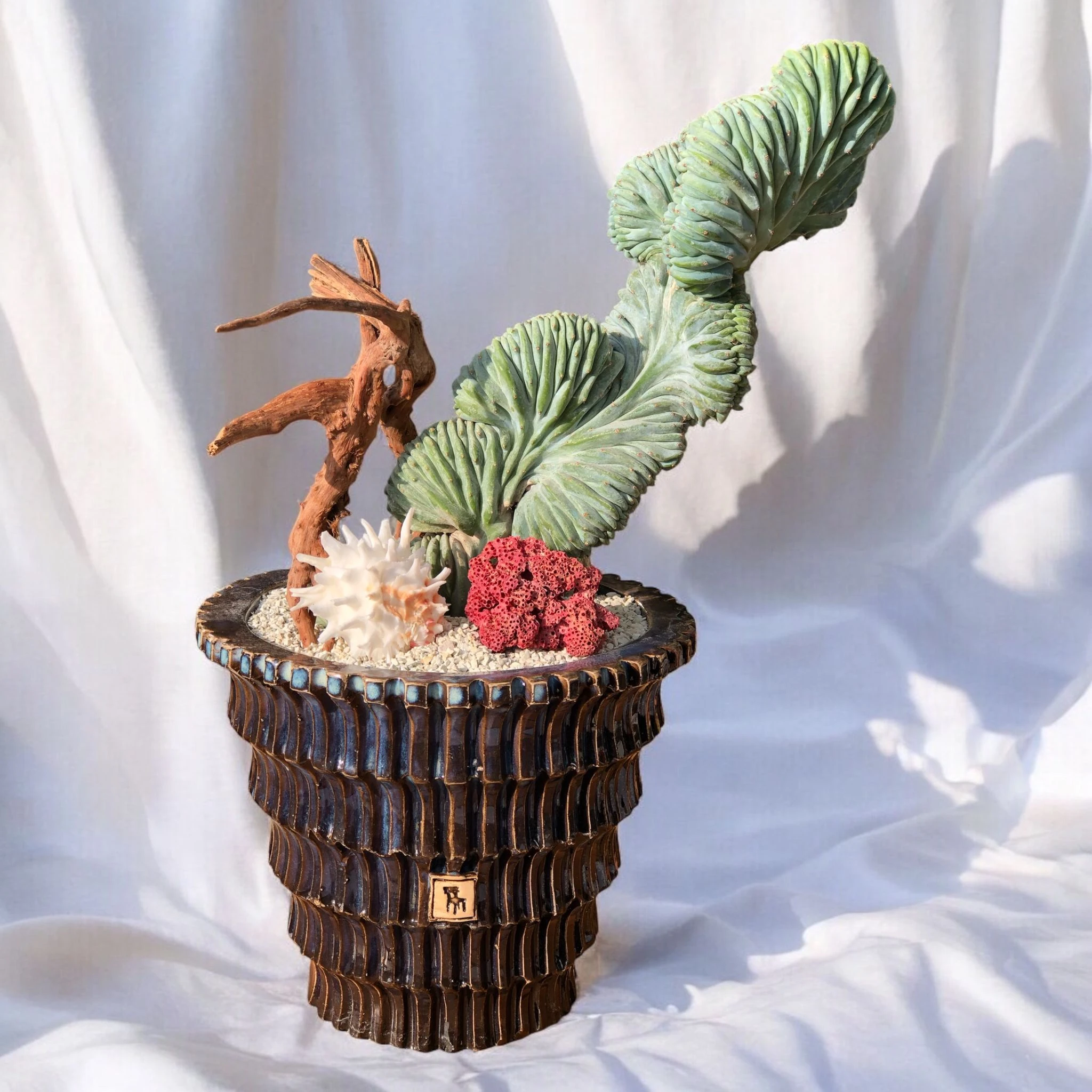 Myrtillocactus Geometrizans Cristata D:30 cm H:40 cm