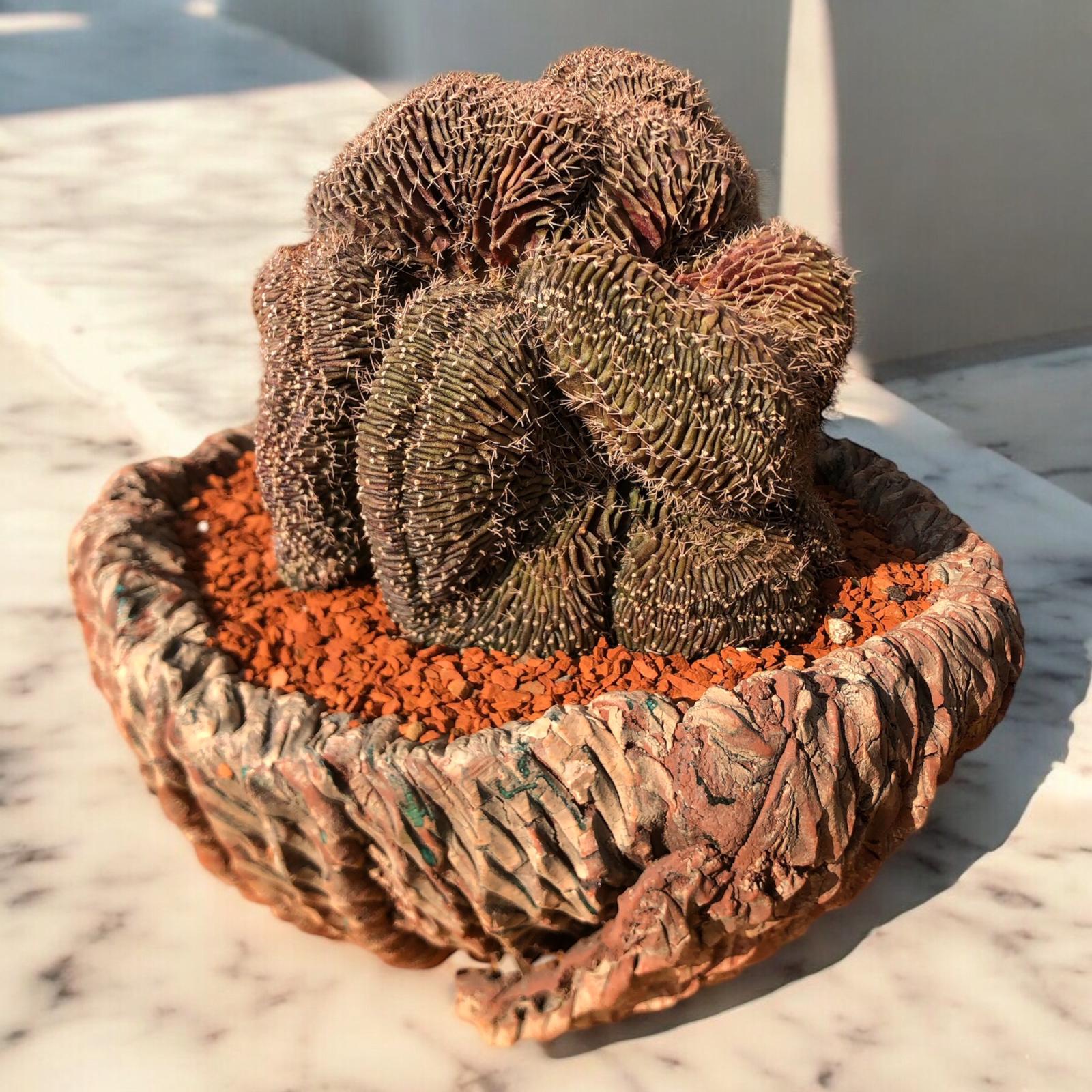 Gymnocalycium Cristata D:21 cm H:19 cm