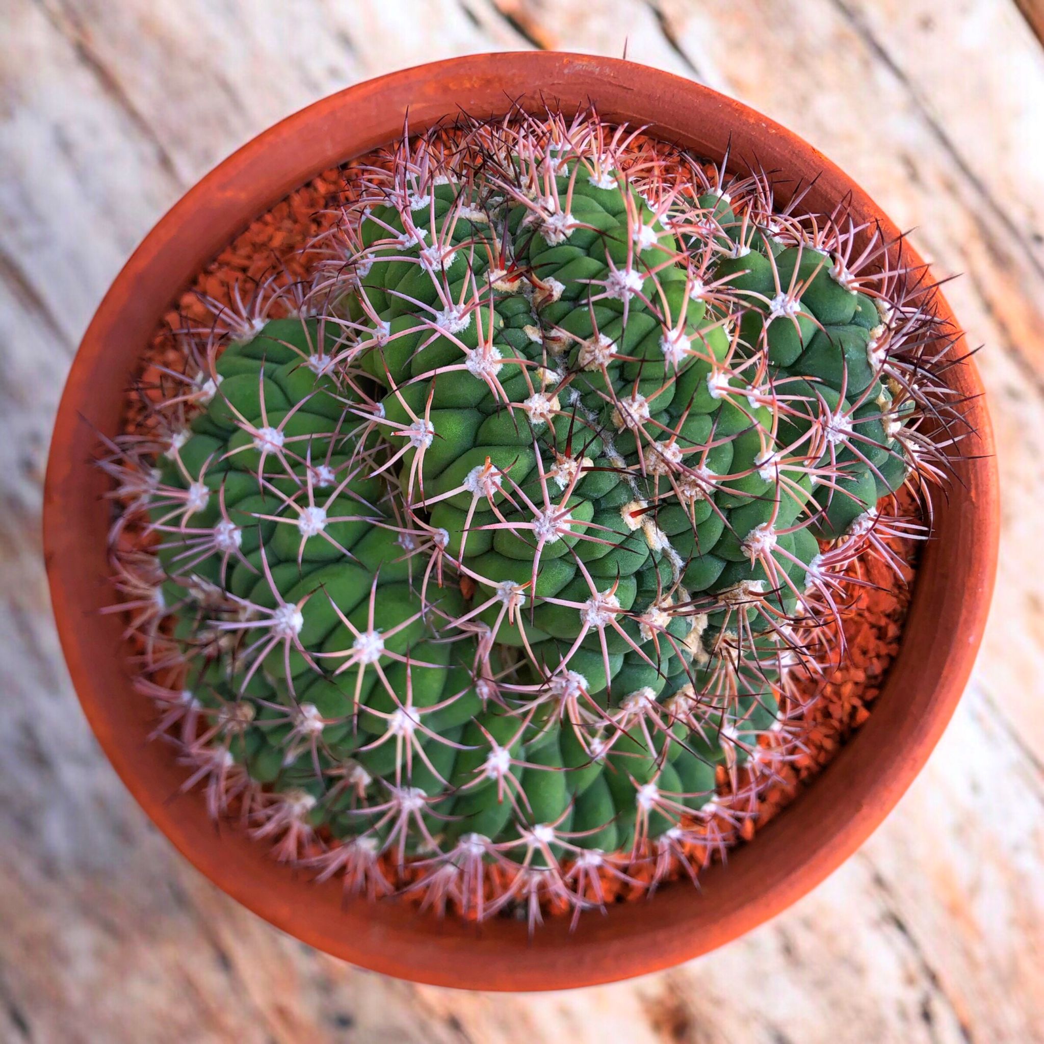 Gymnocalycium Saglionis Cristata D:20 cm H:20 cm