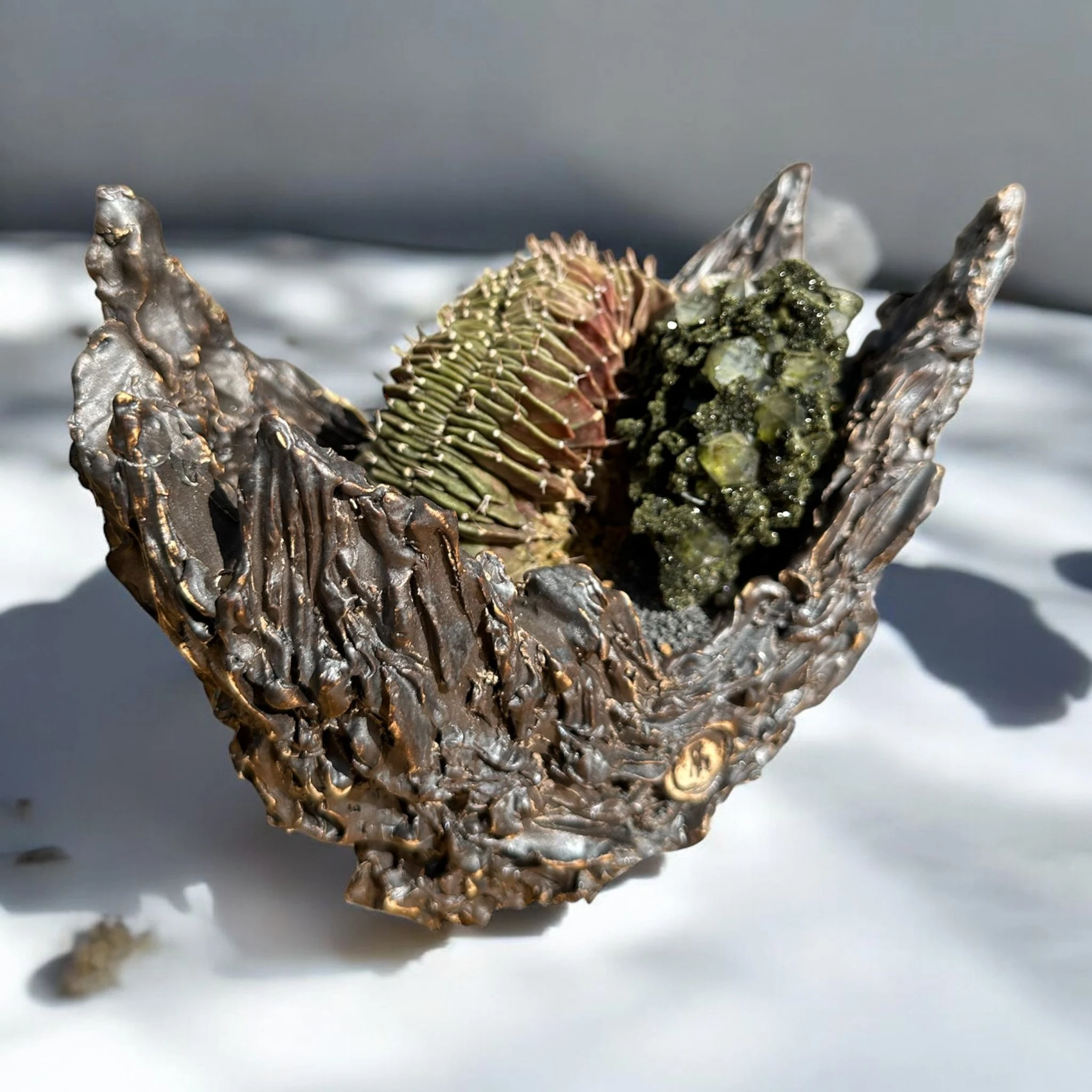 Gymnocalycium Cristata 