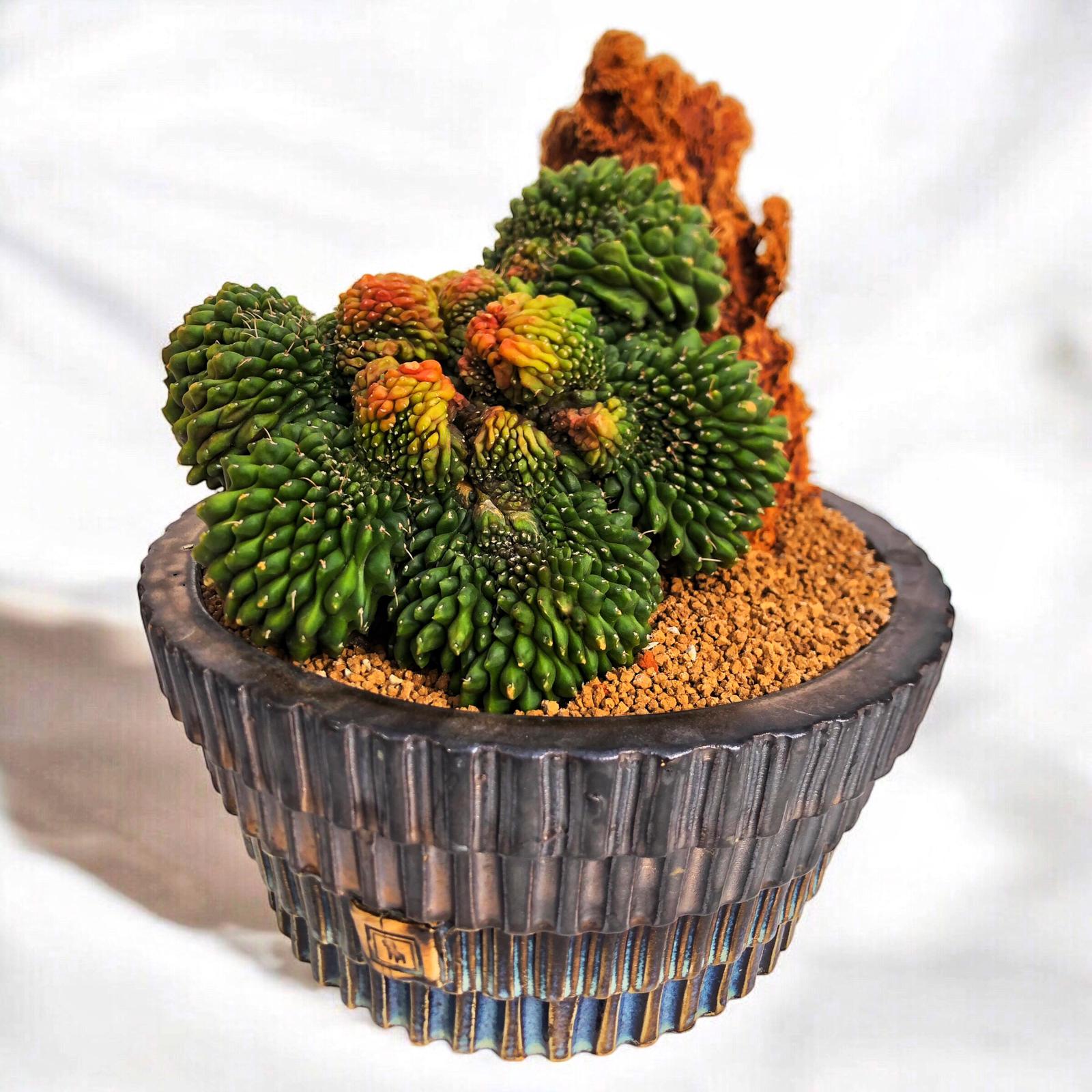 Gymnocalycium Inermis Cristata Variegata D:21 cm H:21 cm