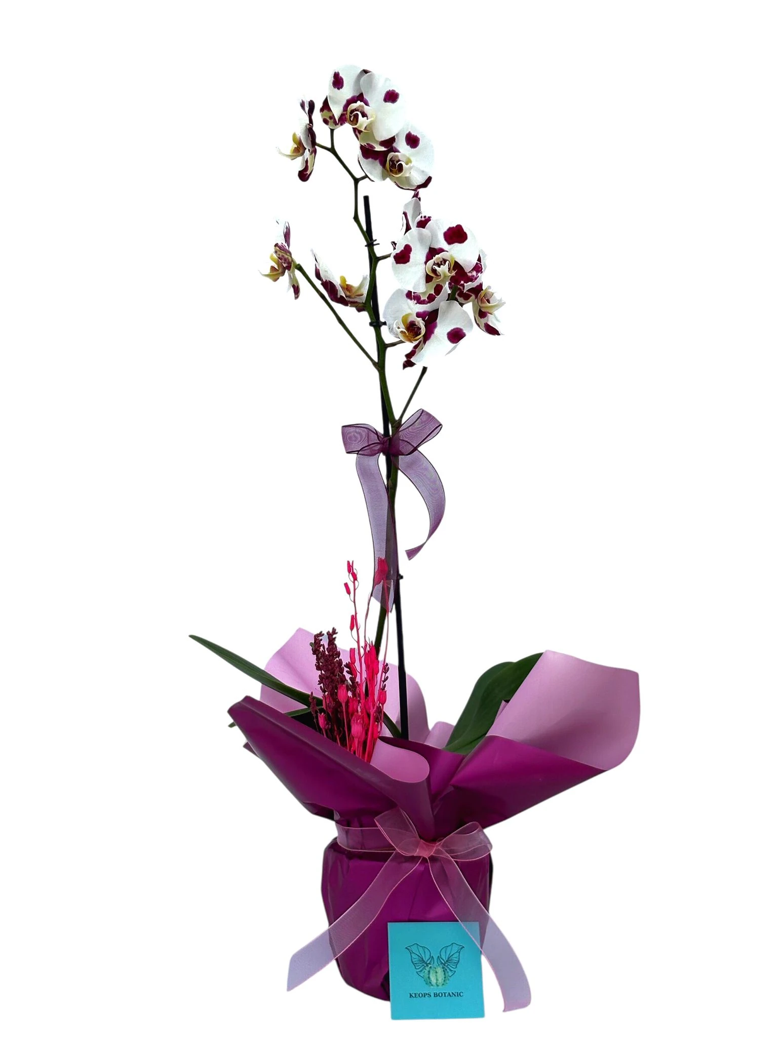 Mor Beyaz Alacalı Orkide