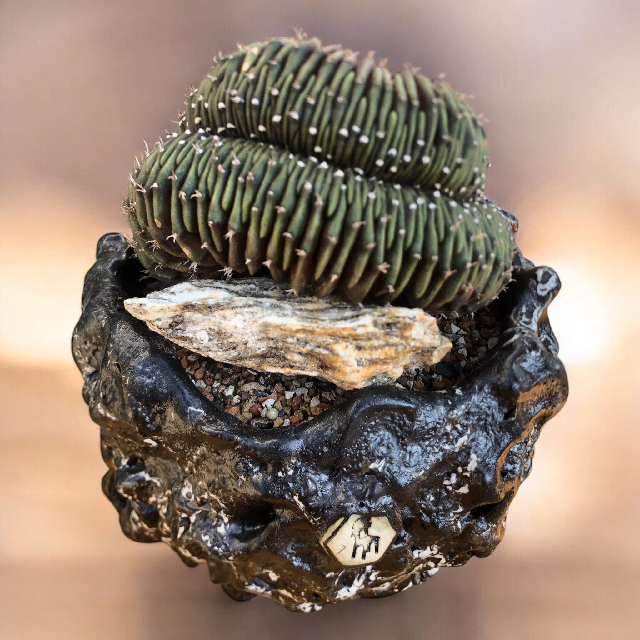 Gymnocalycium Cristata D:15 cm H:16 cm