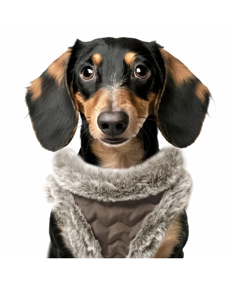 Milk&Pepper Louis Göğüs Tasması