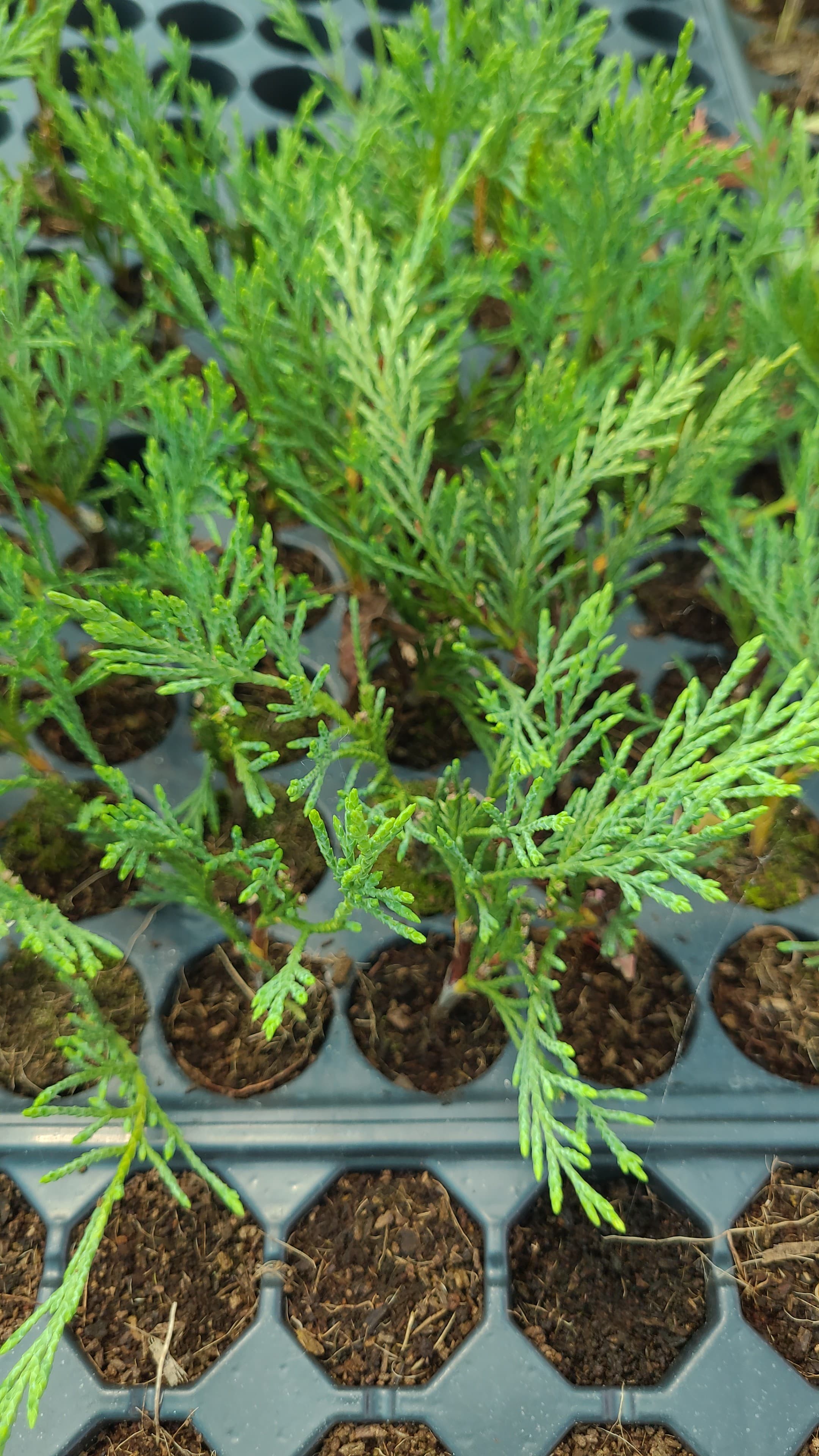 Mazı Fidesi – Doğal Çit Bitkisi (Thuja spp.)