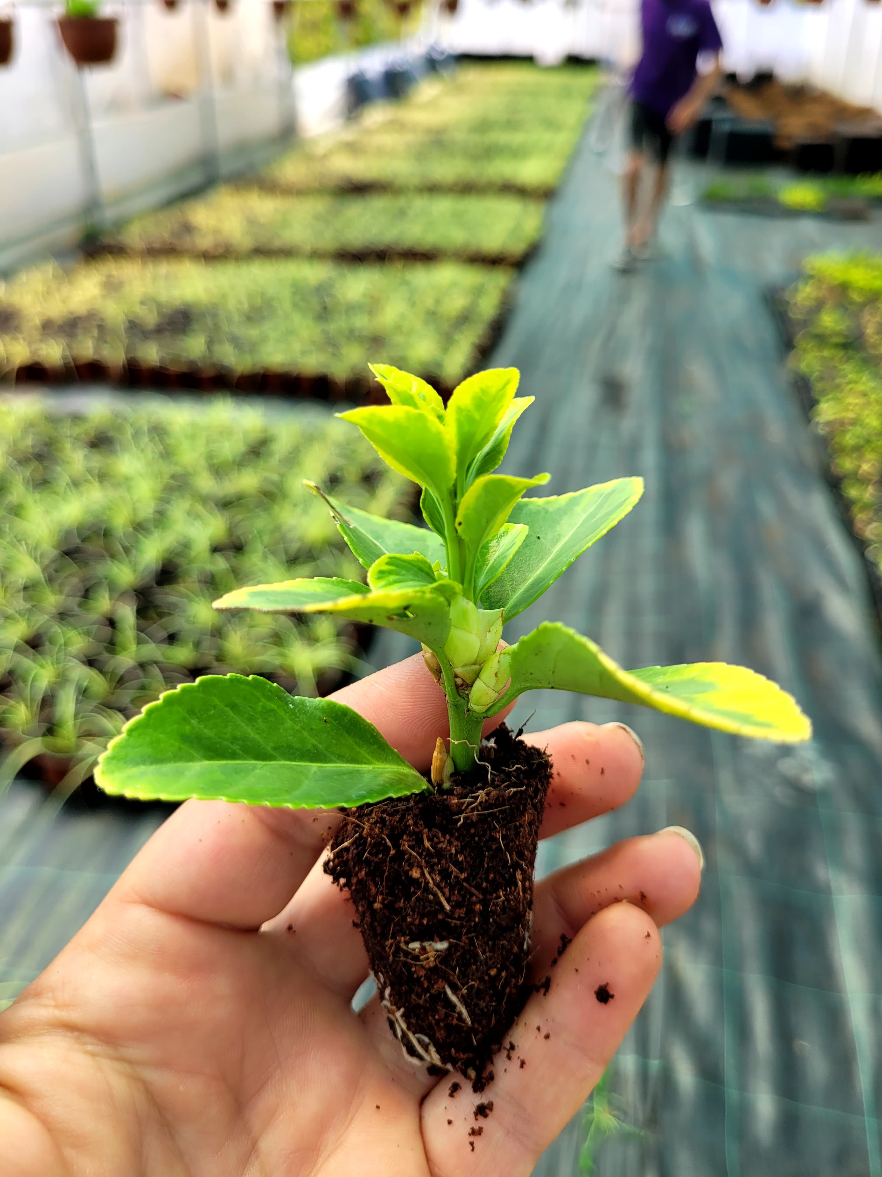 Limon Çalısı Fidesi (Pittosporum tobira)