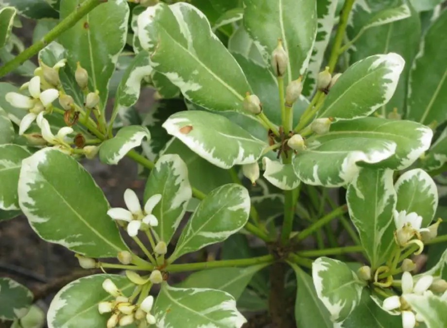 Alacalı Yapraklı Peyzaj Fidesi (Pittosporum tobira)
