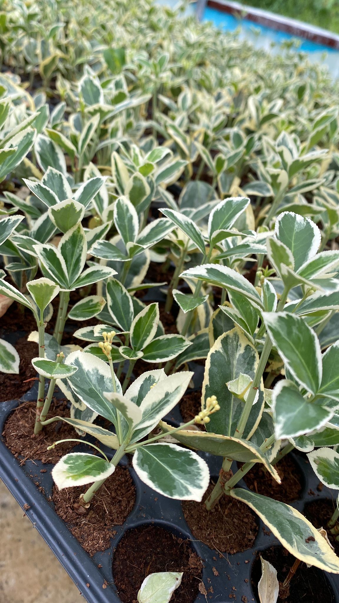 Alacalı Taflan Fidesi – Kontrast Sevenler İçin (Euonymus fortunei ‘Emerald Gaiety’)
