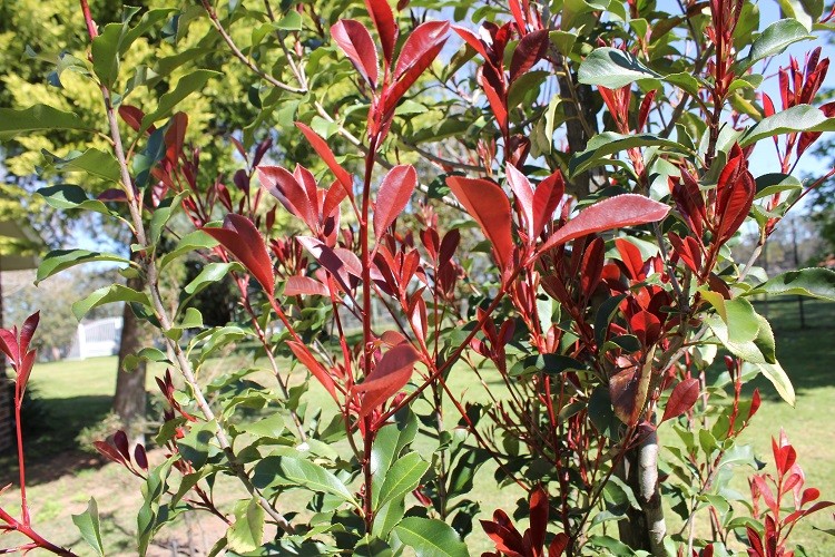 Kırmızı Uçlu Yapraklı Çalı Fidesi (Photinia / Ateş Dikeni benzeri)