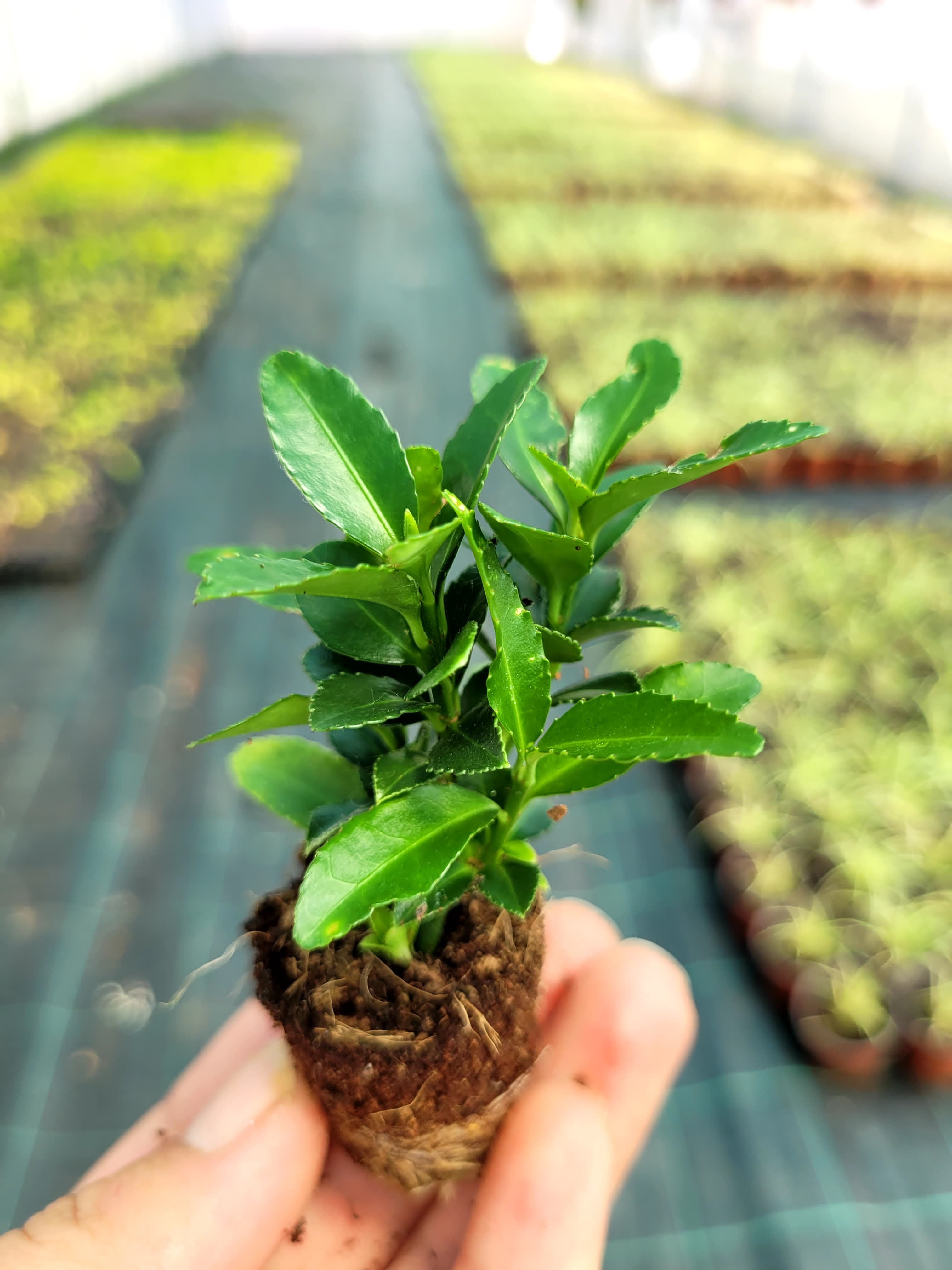Geri Dönüşümle Yetiştirilmiş Altuni Taflan Fidesi (Euonymus Japonicus 'Aureo-marginata'