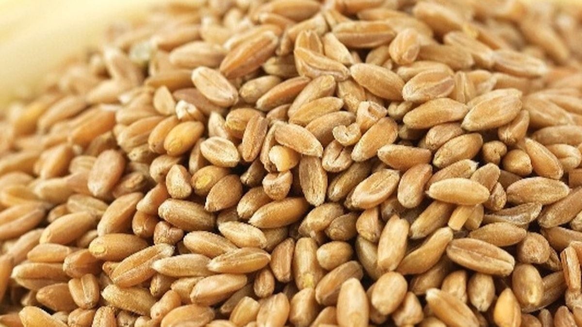 Buğday 1 Kg Bulgurluk buğday, elenmiş yeni sezon 2025