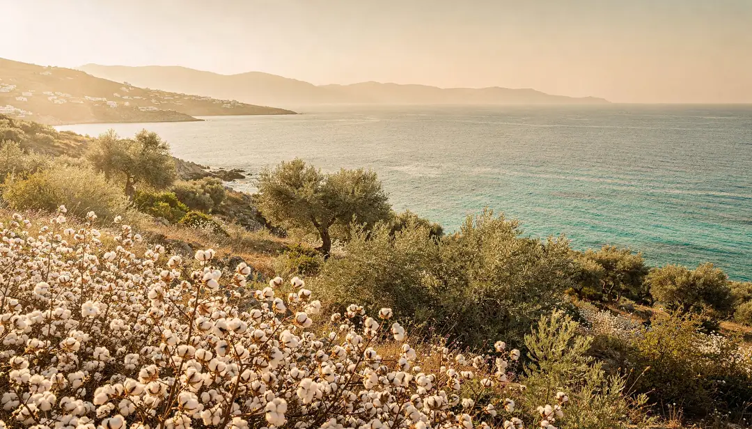 Ege Pamuğu Hikayesi