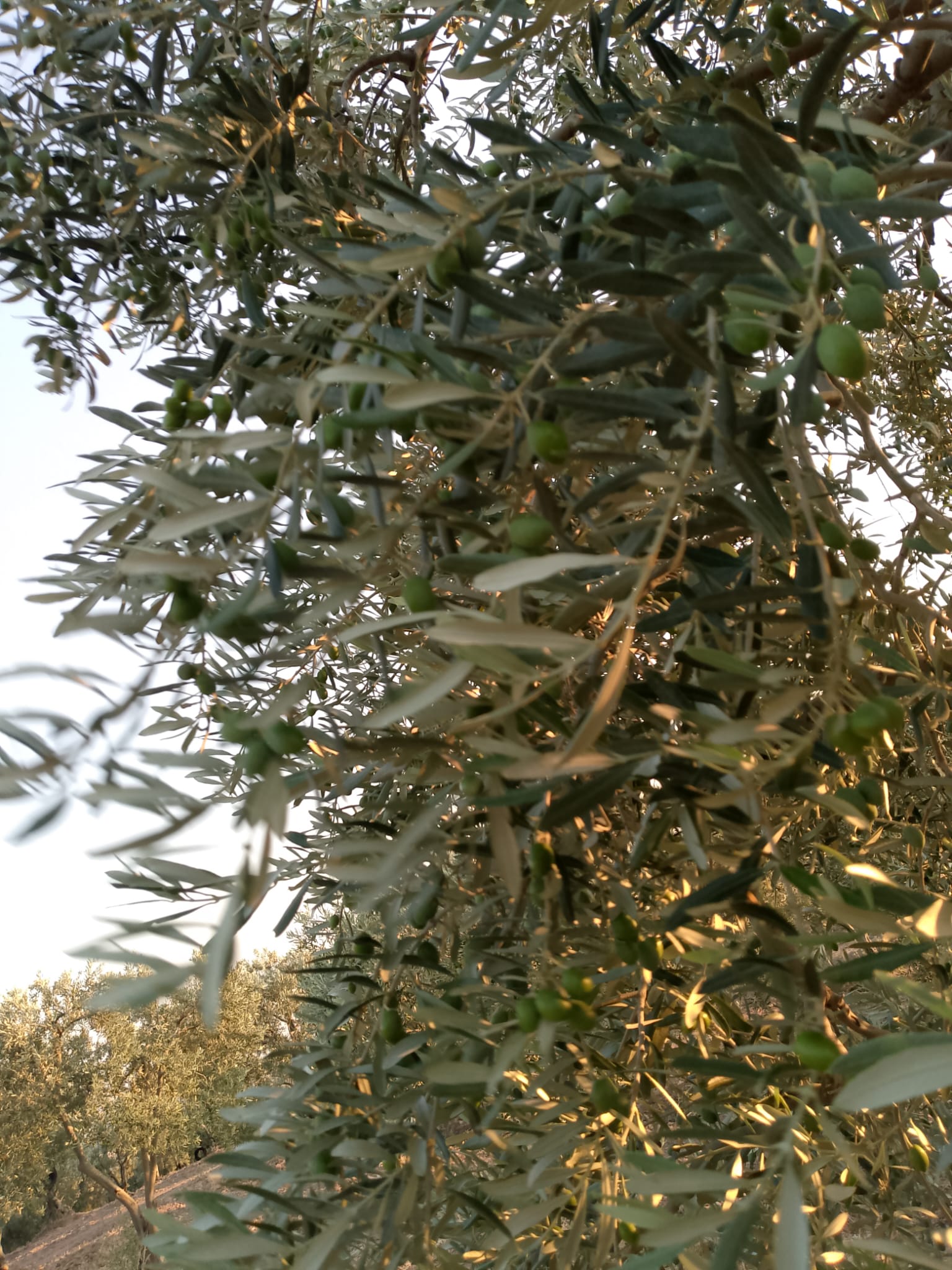 Müşteri memnuniyeti görseli