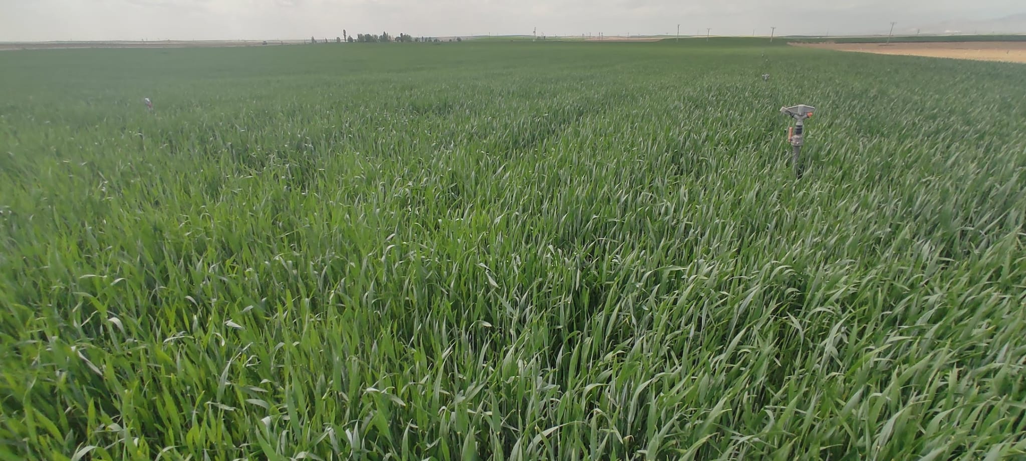 Müşteri memnuniyeti görseli