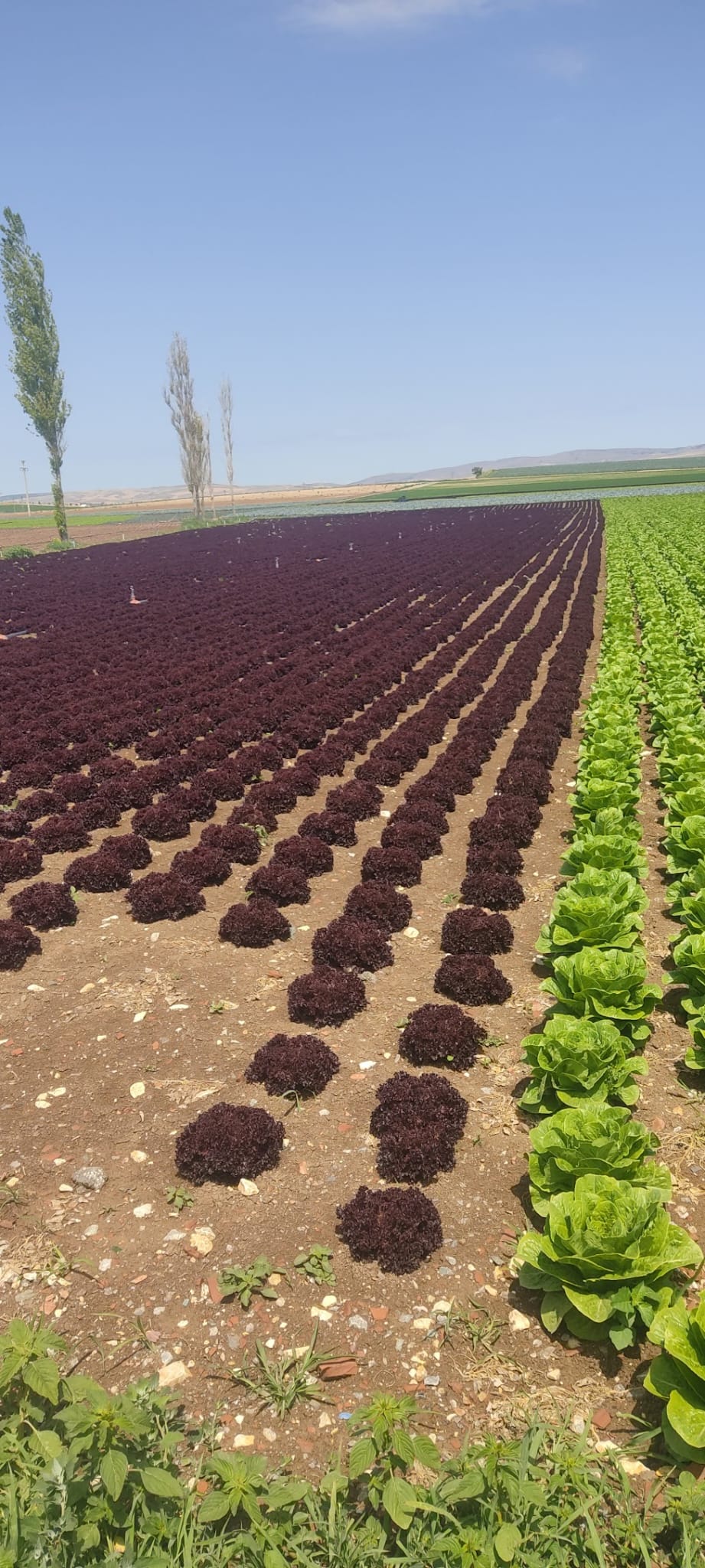 Müşteri memnuniyeti görseli