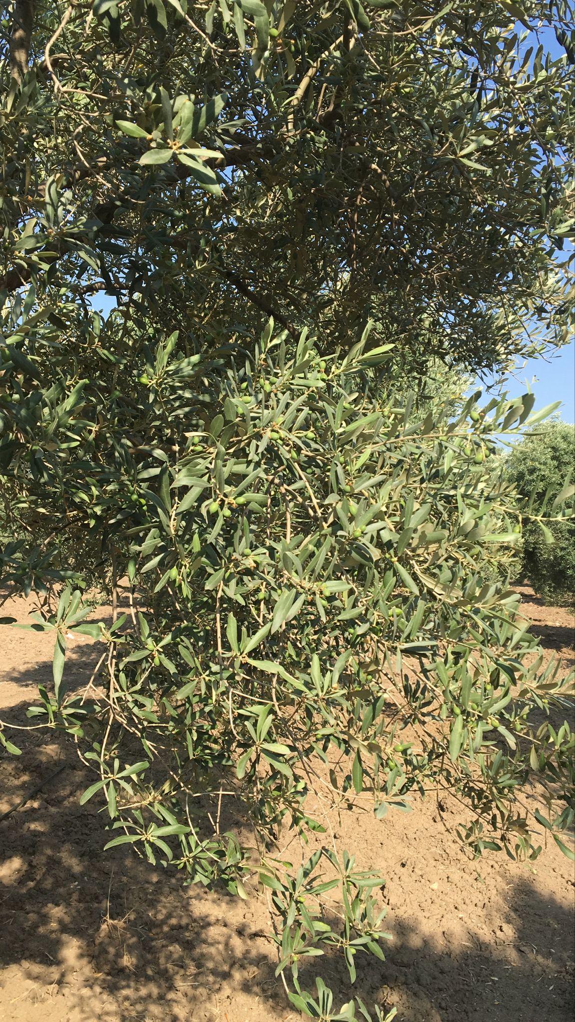 Müşteri memnuniyeti görseli
