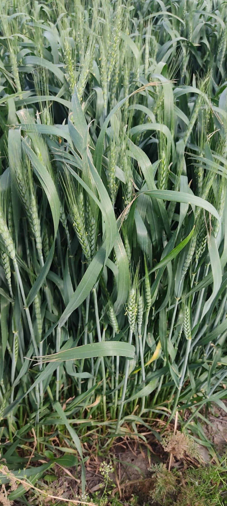 Müşteri memnuniyeti görseli