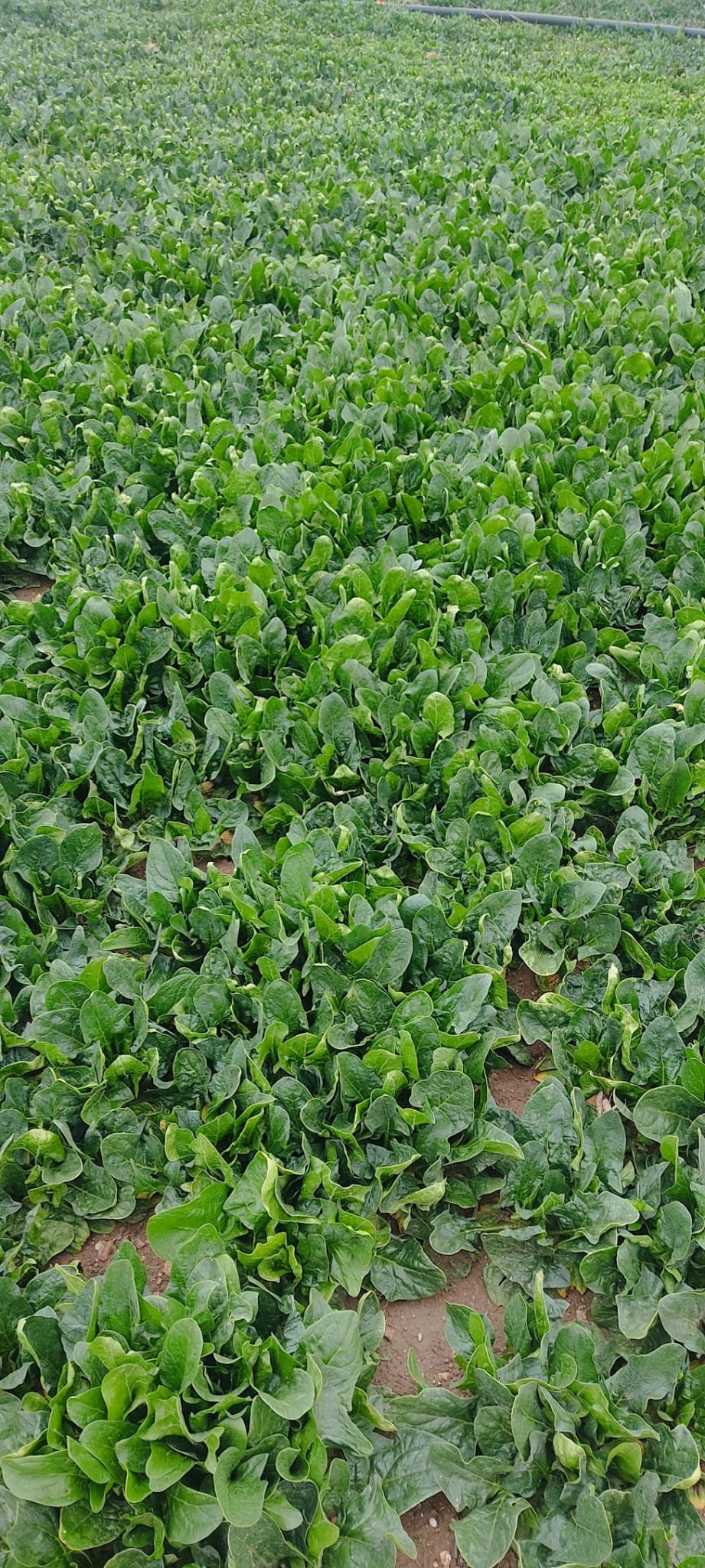 Müşteri memnuniyeti görseli