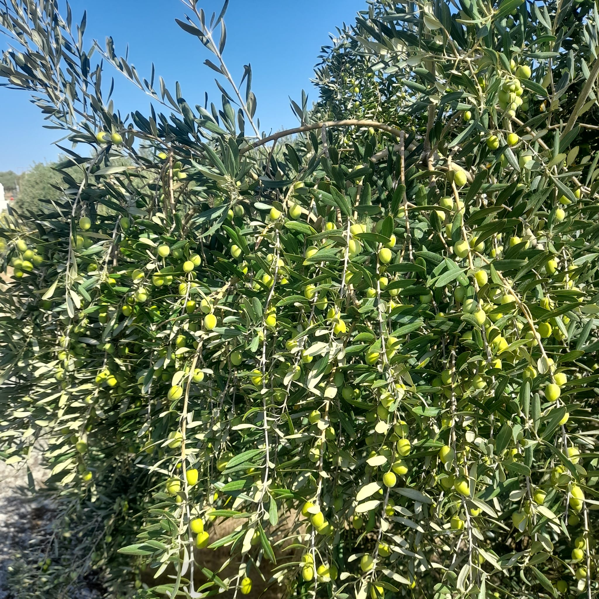 Müşteri memnuniyeti görseli