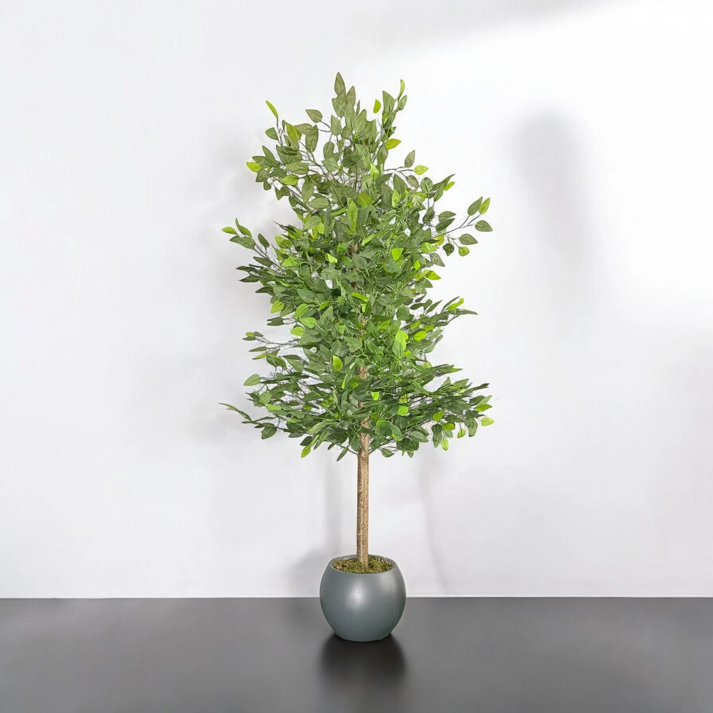 Yapay Benjamin Ağacı 200cm - Antrasit Saksı